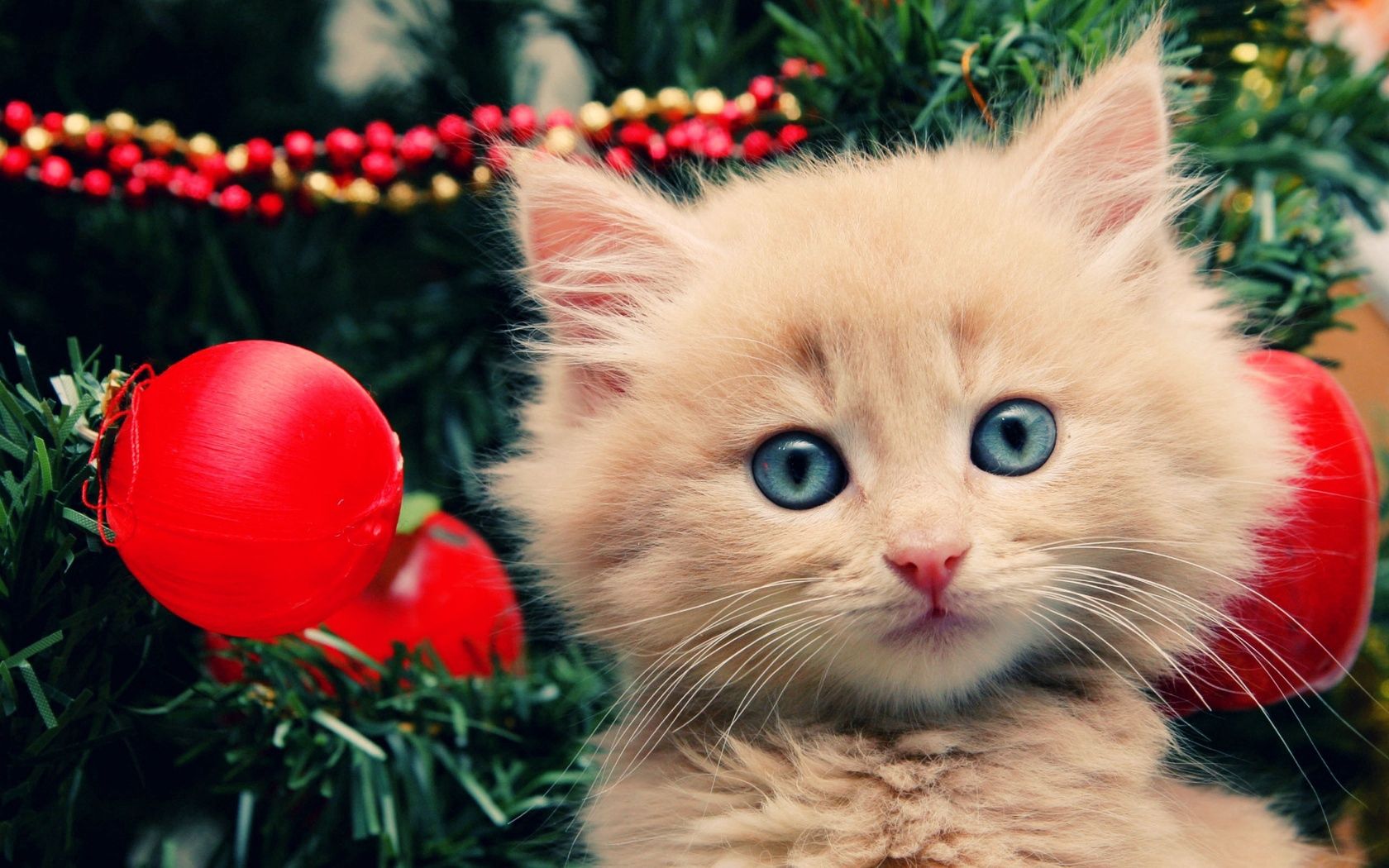 126218 download wallpaper christmas decorations, animals, fluffy, kitty, kitten, muzzle, christmas tree toys, christmas tree screensavers and pictures for free