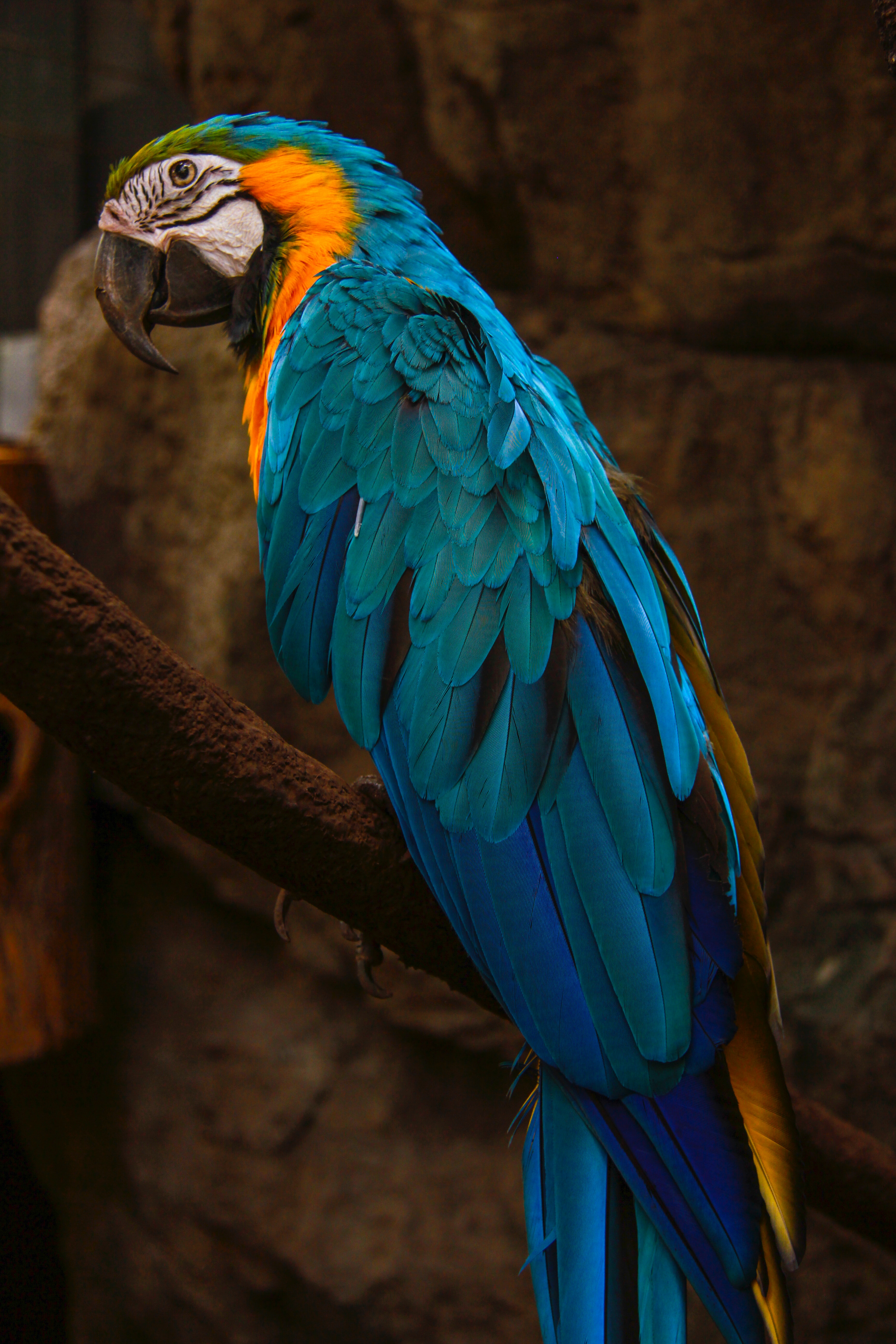 blue, parrots, animals, macaw Bird Tablet Wallpapers