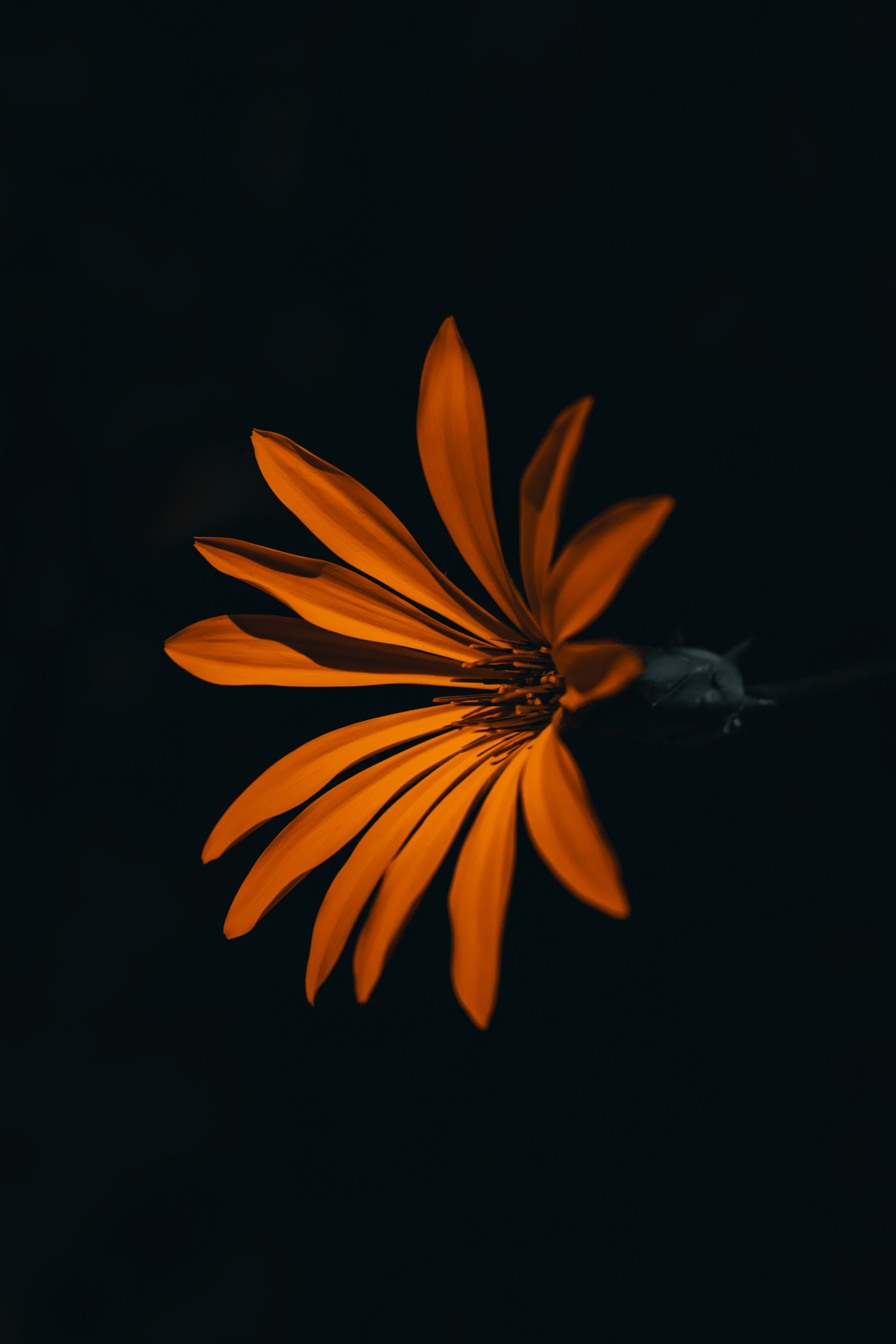 Mobile Wallpaper Flower orange, dark, flowers, petals