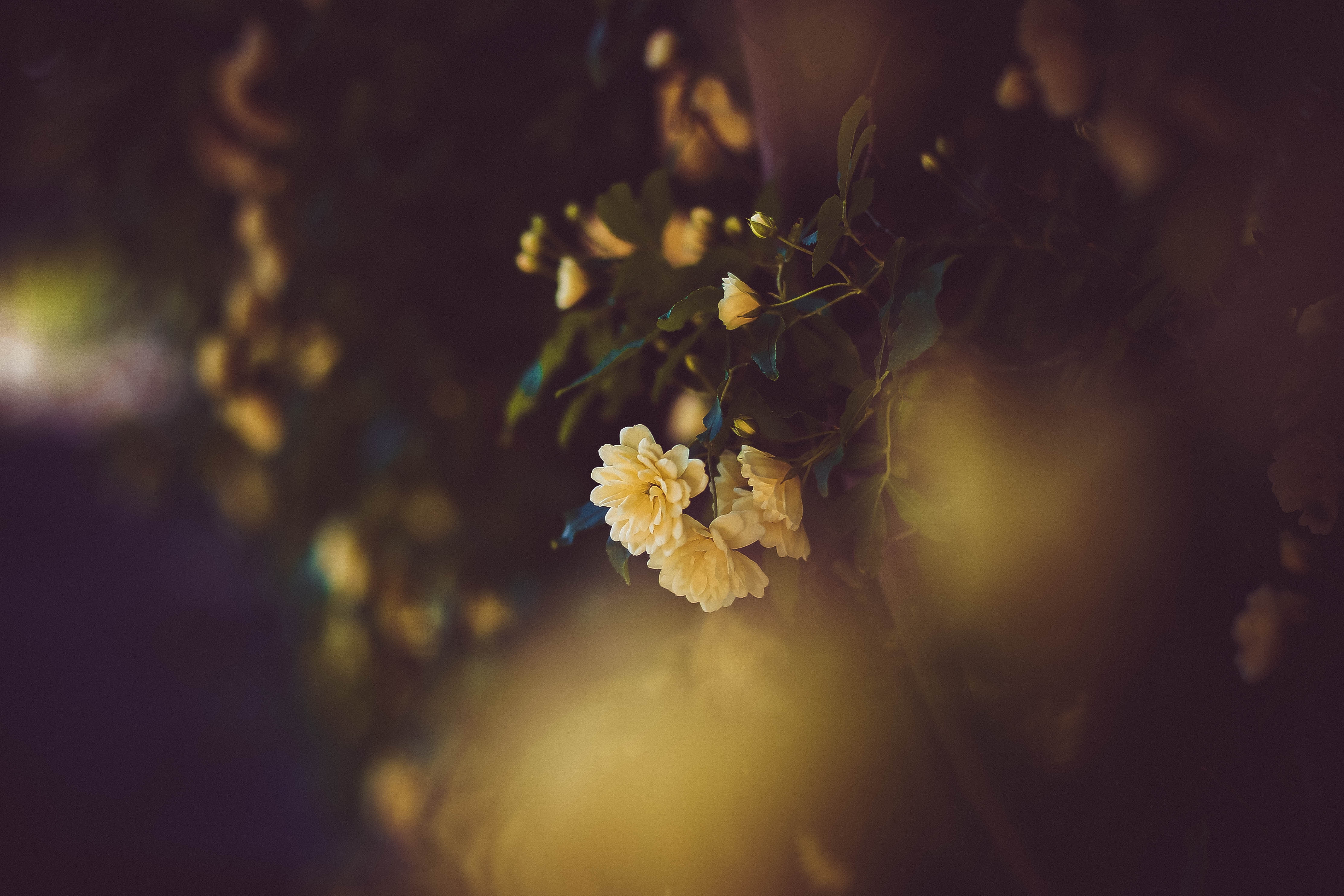 1080p pic yellow, rose flower, flower, flowers