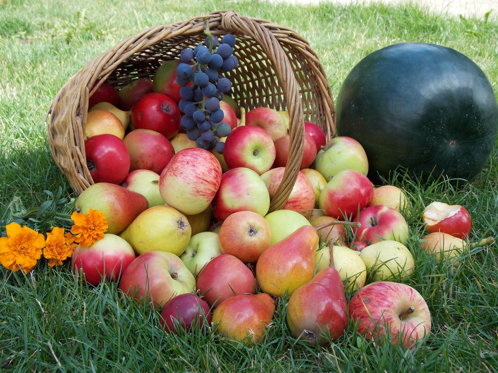 110774 скачать обои корзина, яблоки, еда, трава - заставки и картинки бесплатно