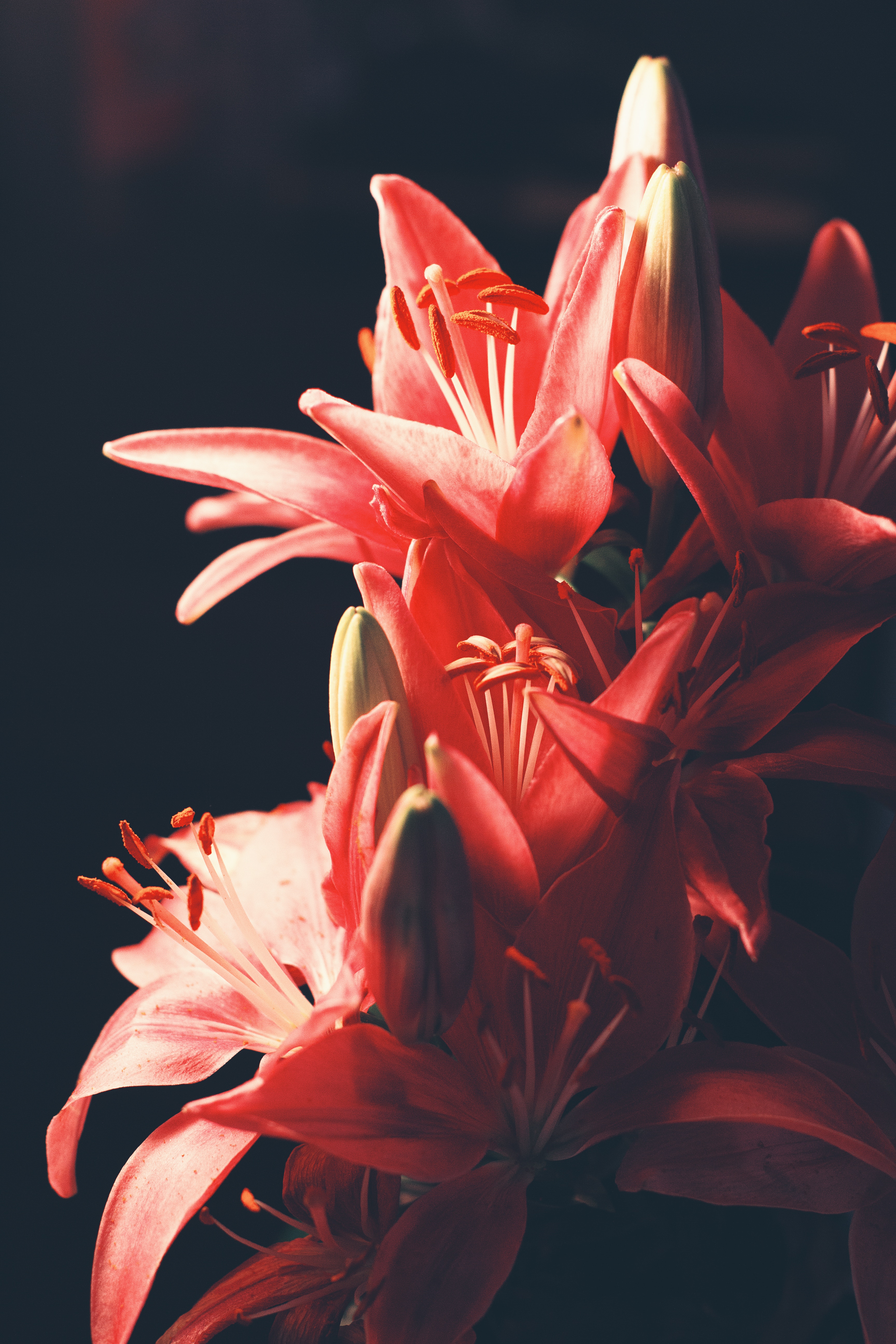 122612 Hintergrundbild herunterladen lilien, blumen, unschärfe, glatt, strauß, bouquet - Bildschirmschoner und Bilder kostenlos