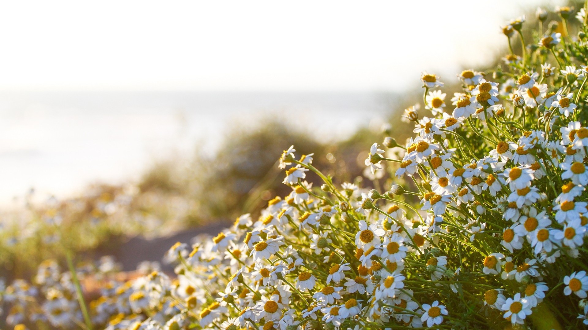 iPhone background nature, sunny, summer, white flower
