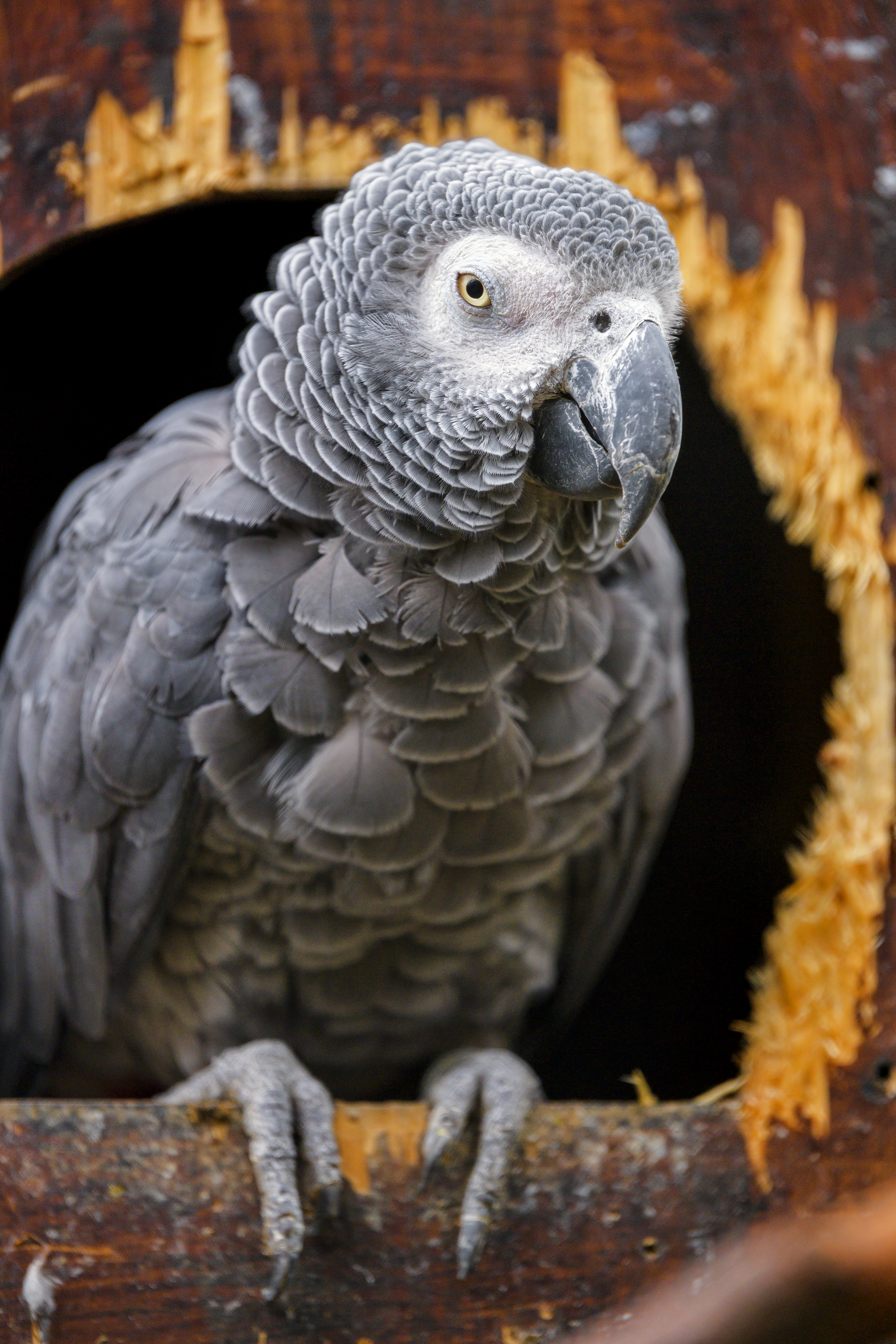 Handy-Wallpaper Papageien, Tiere, Vogel, Grauer Afrikanischer Papagei, Jaco kostenlos herunterladen.
