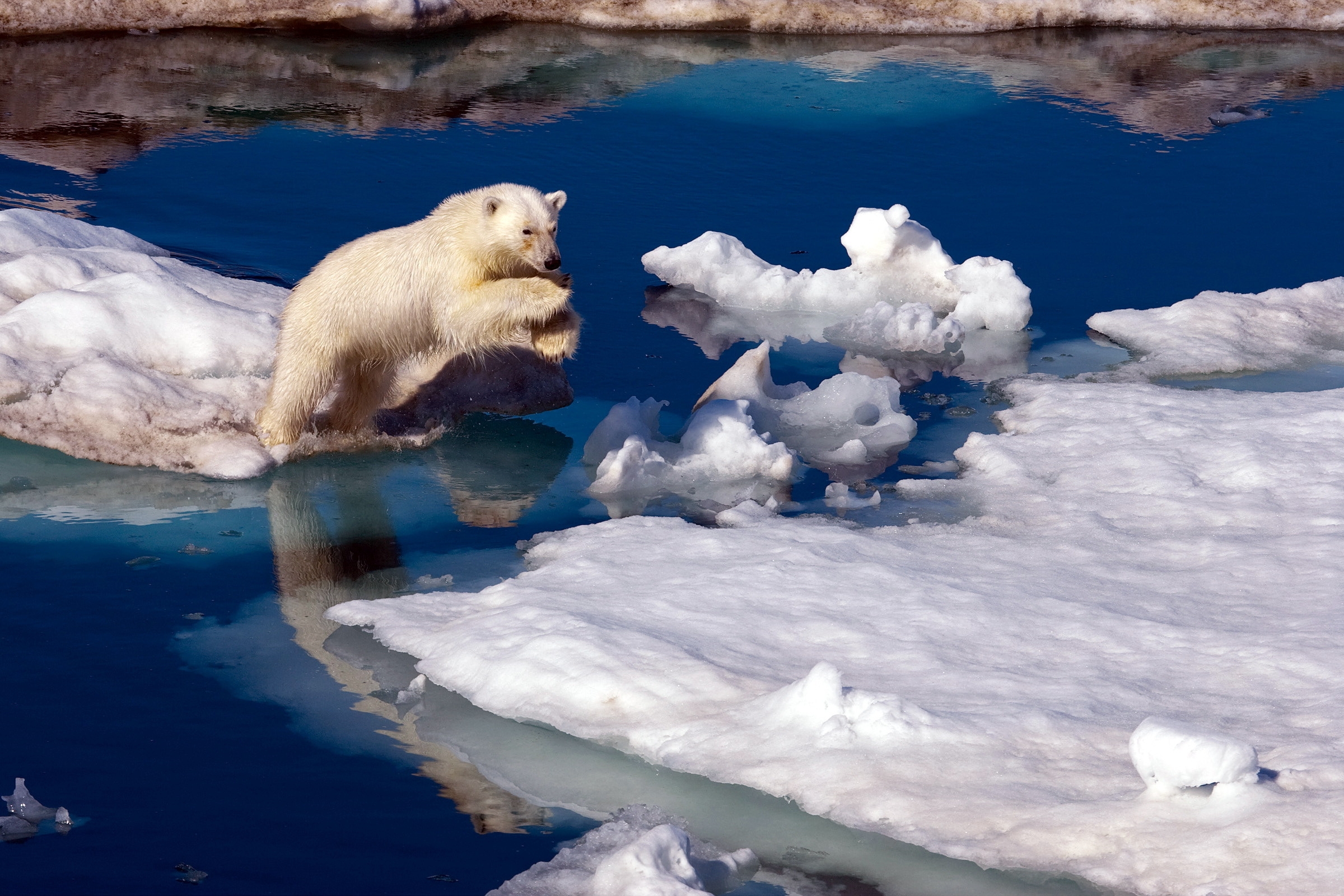 animals, water, snow, antarctica, polar bear