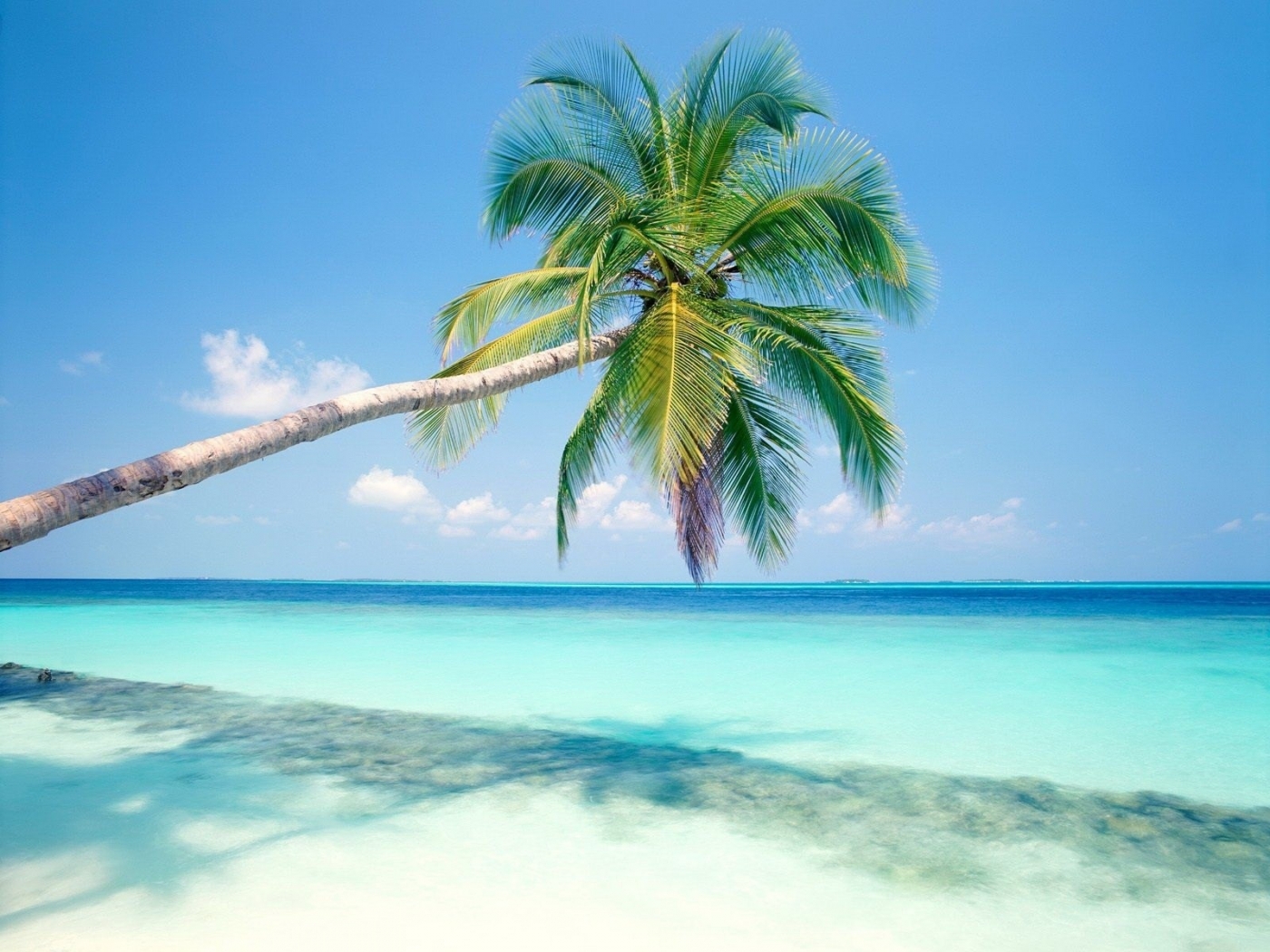 HD wallpaper beach, landscape, palms