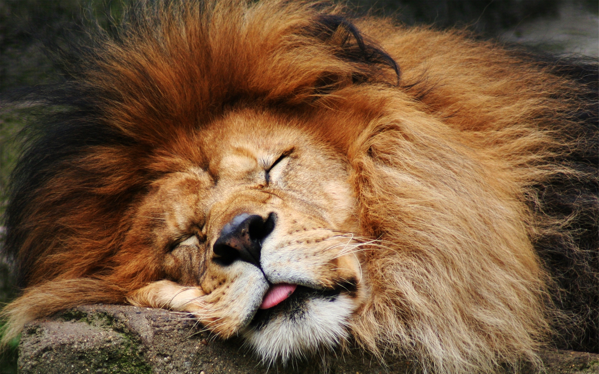 33461 Hintergrundbilder und Lions Bilder auf dem Desktop. Laden Sie tiere, lions, orange Bildschirmschoner kostenlos auf den PC herunter