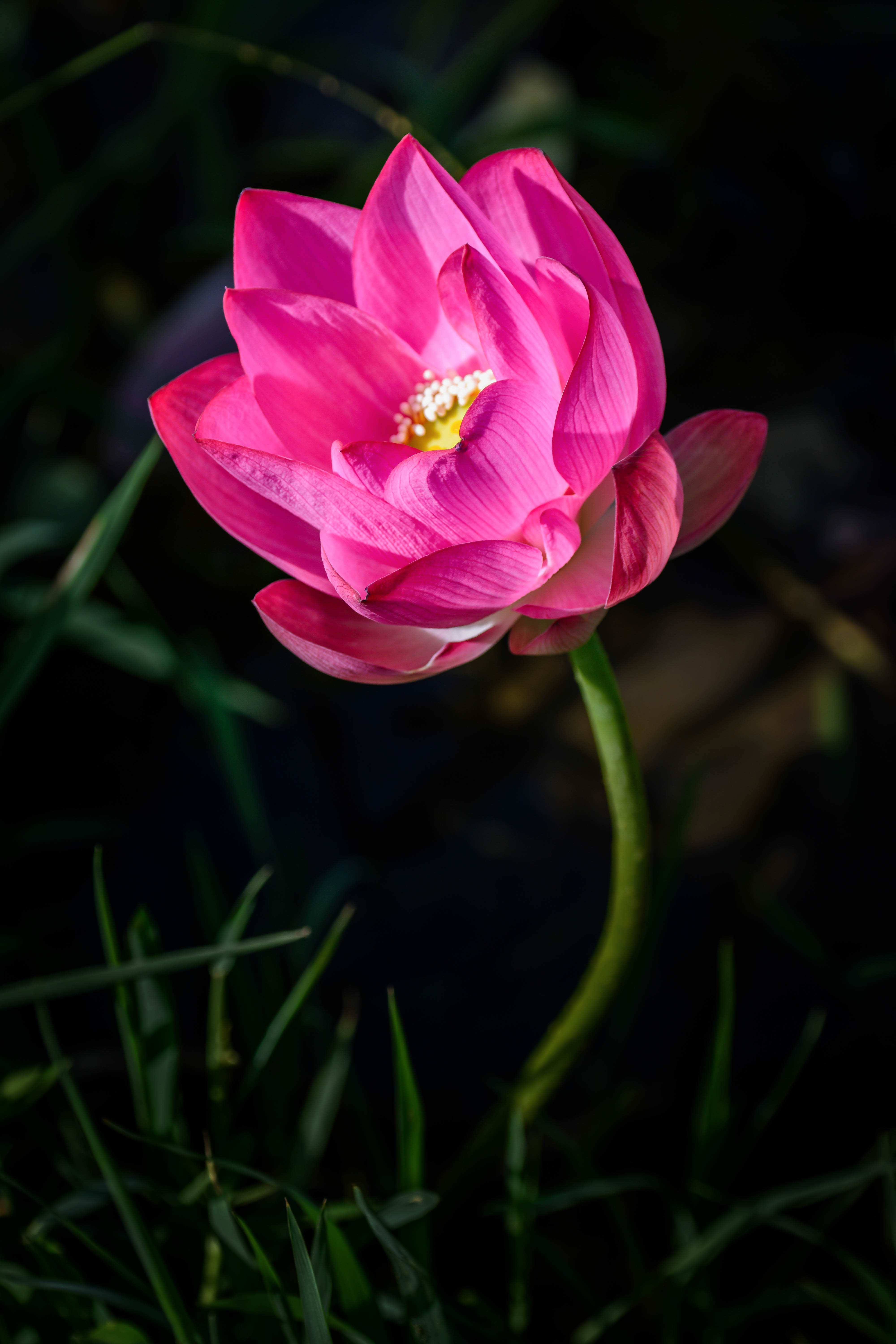 lotus, bud, flower, flowers, pink, petals, blur, smooth Free Stock Photo
