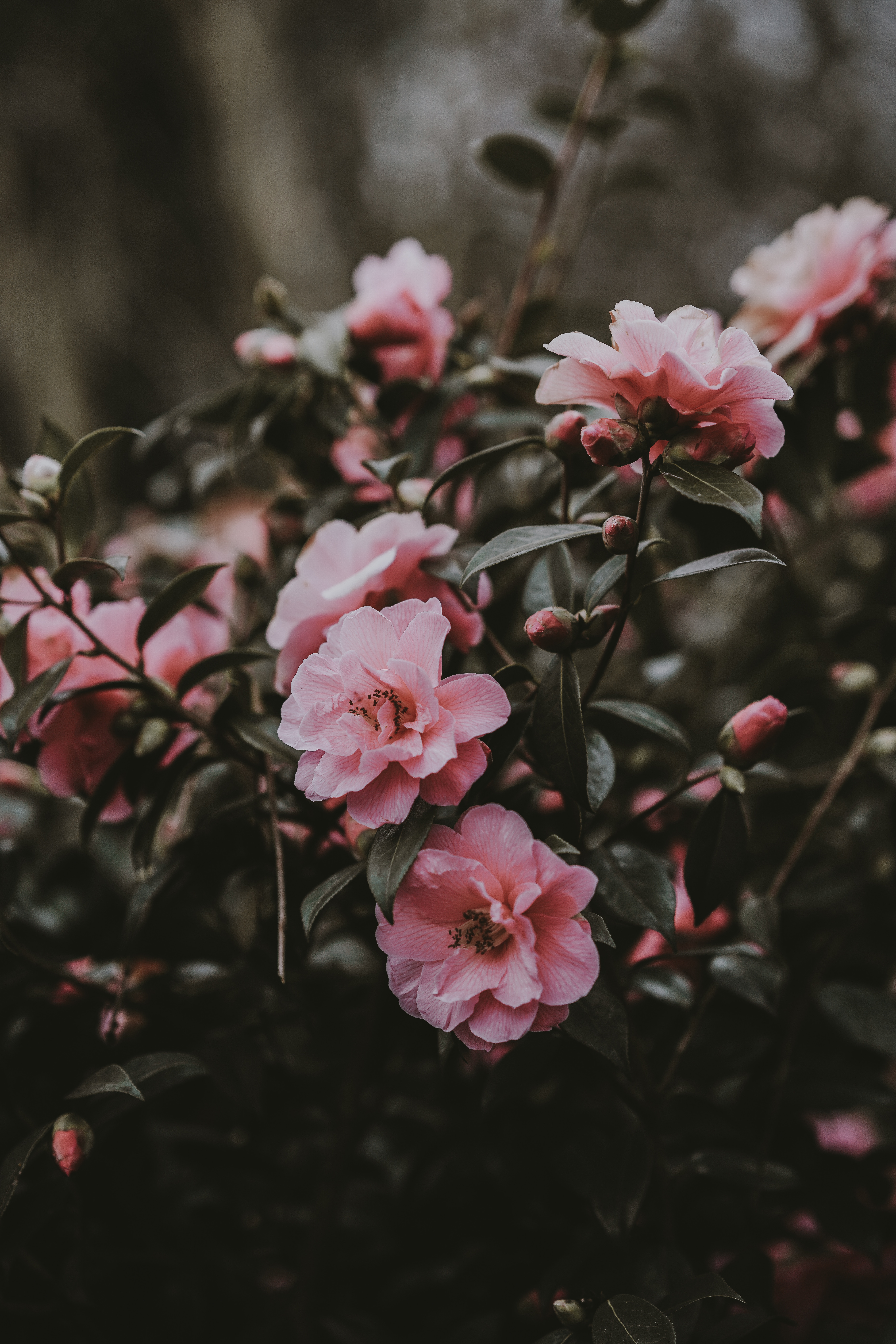 50650 Salvapantallas y fondos de pantalla Arbusto en tu teléfono. Descarga imágenes de flores, rosa, arbusto, rosado, rosa salvaje gratis