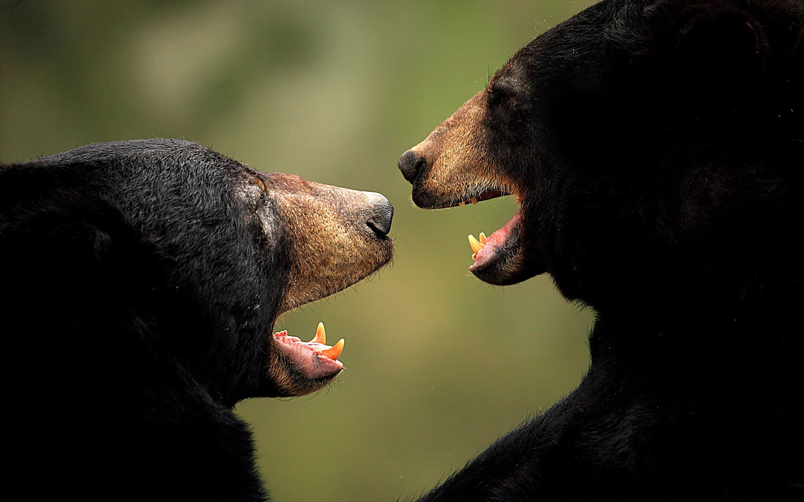 Laden Sie das Tiere, Bären, Aggression, Paar-Bild kostenlos auf Ihren PC-Desktop herunter