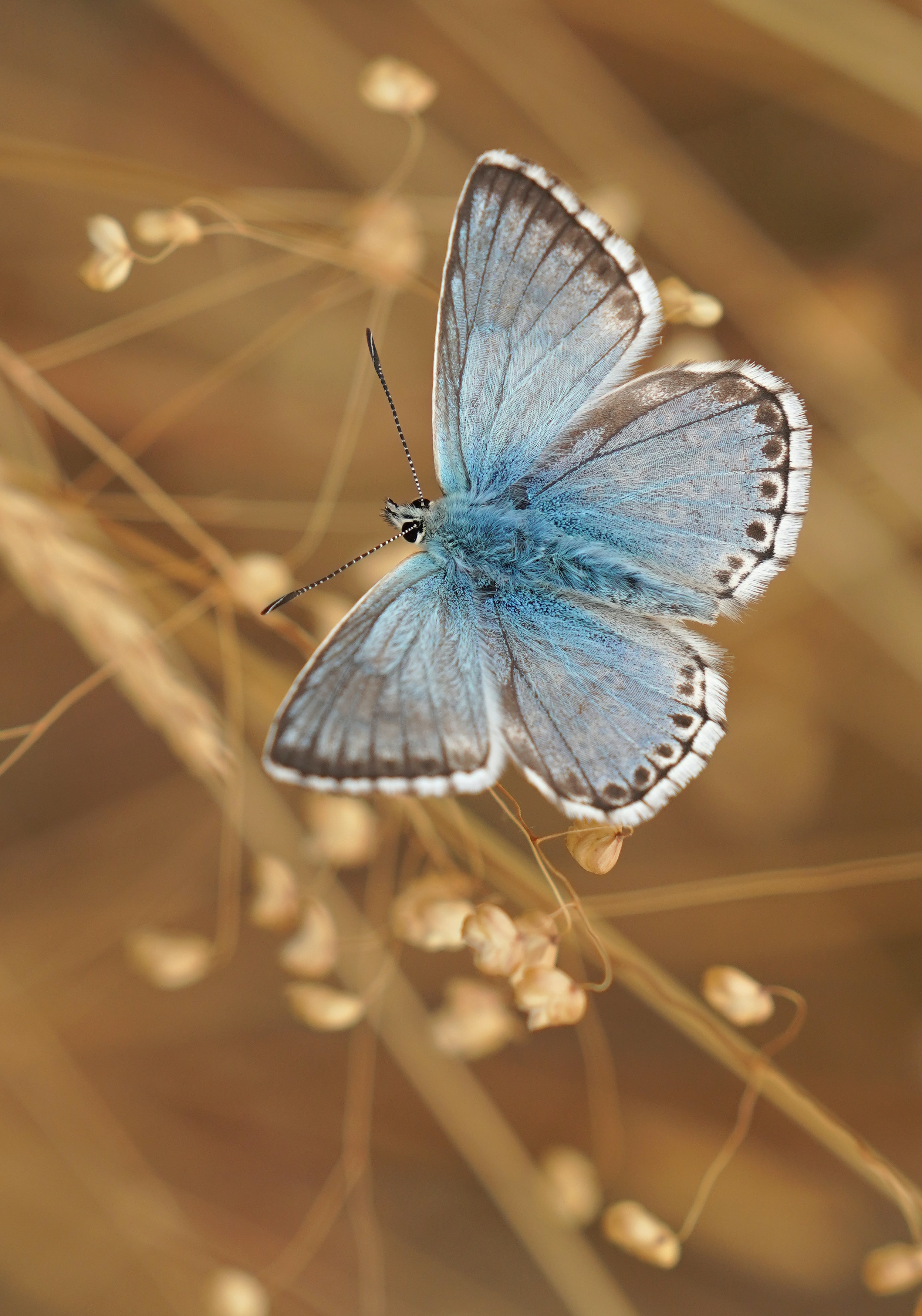 focus, butterfly, animals, pattern collection of HD images
