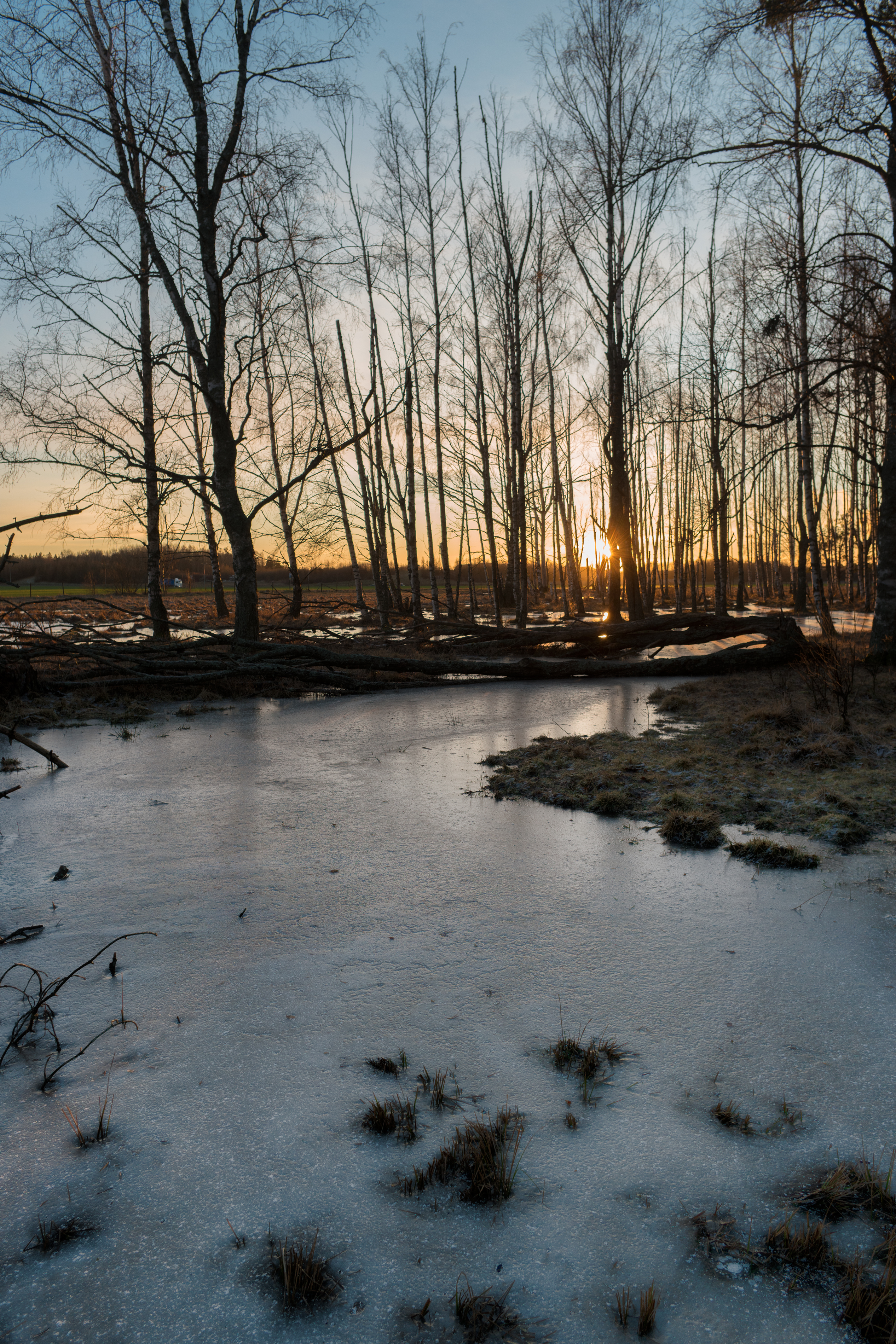 brook, sunset, trees, ice, creek, nature 1080p