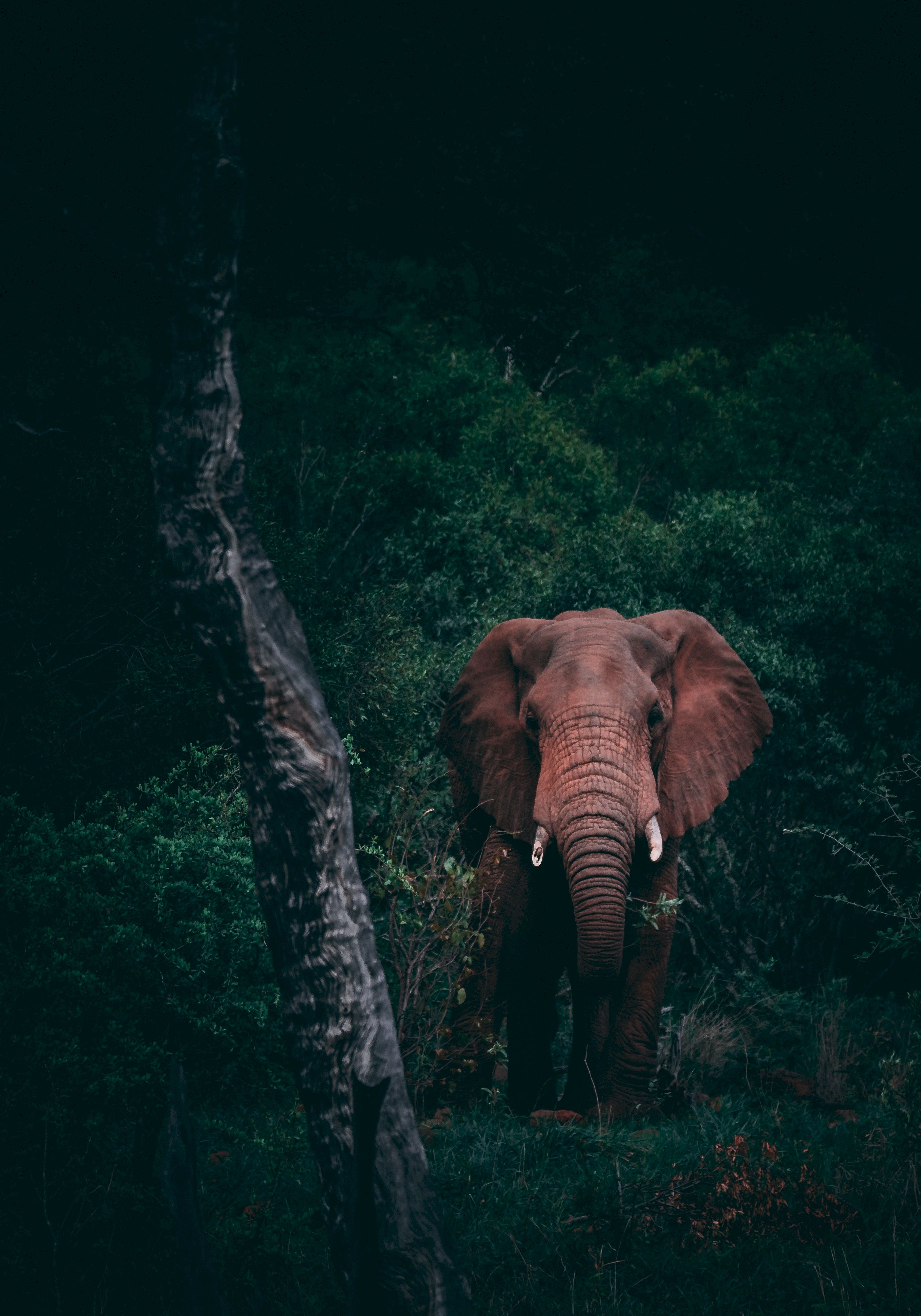 Download mobile wallpaper Dark, Animals, Elephant, Wildlife, Forest for free.