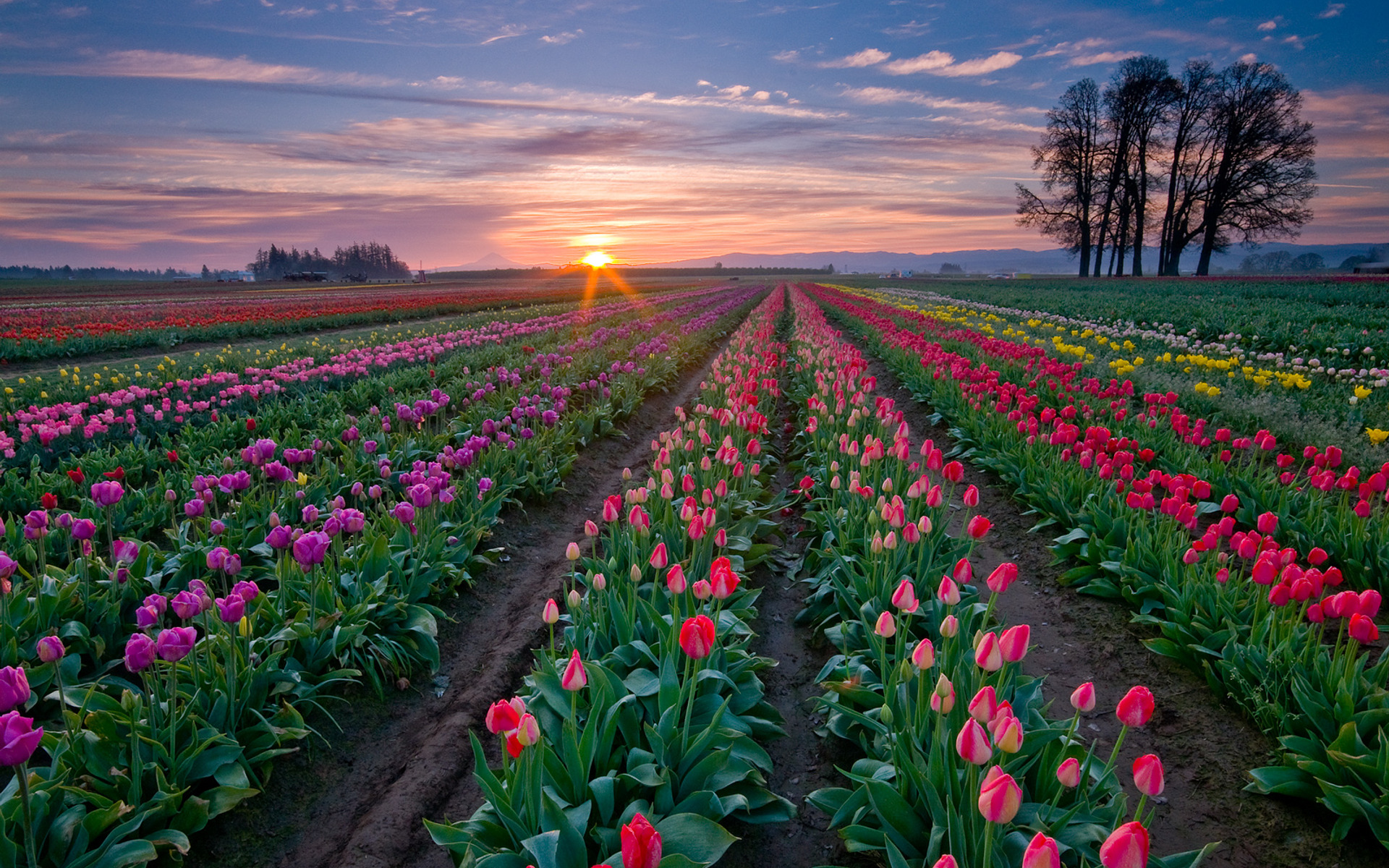 tulip, flowers, earth