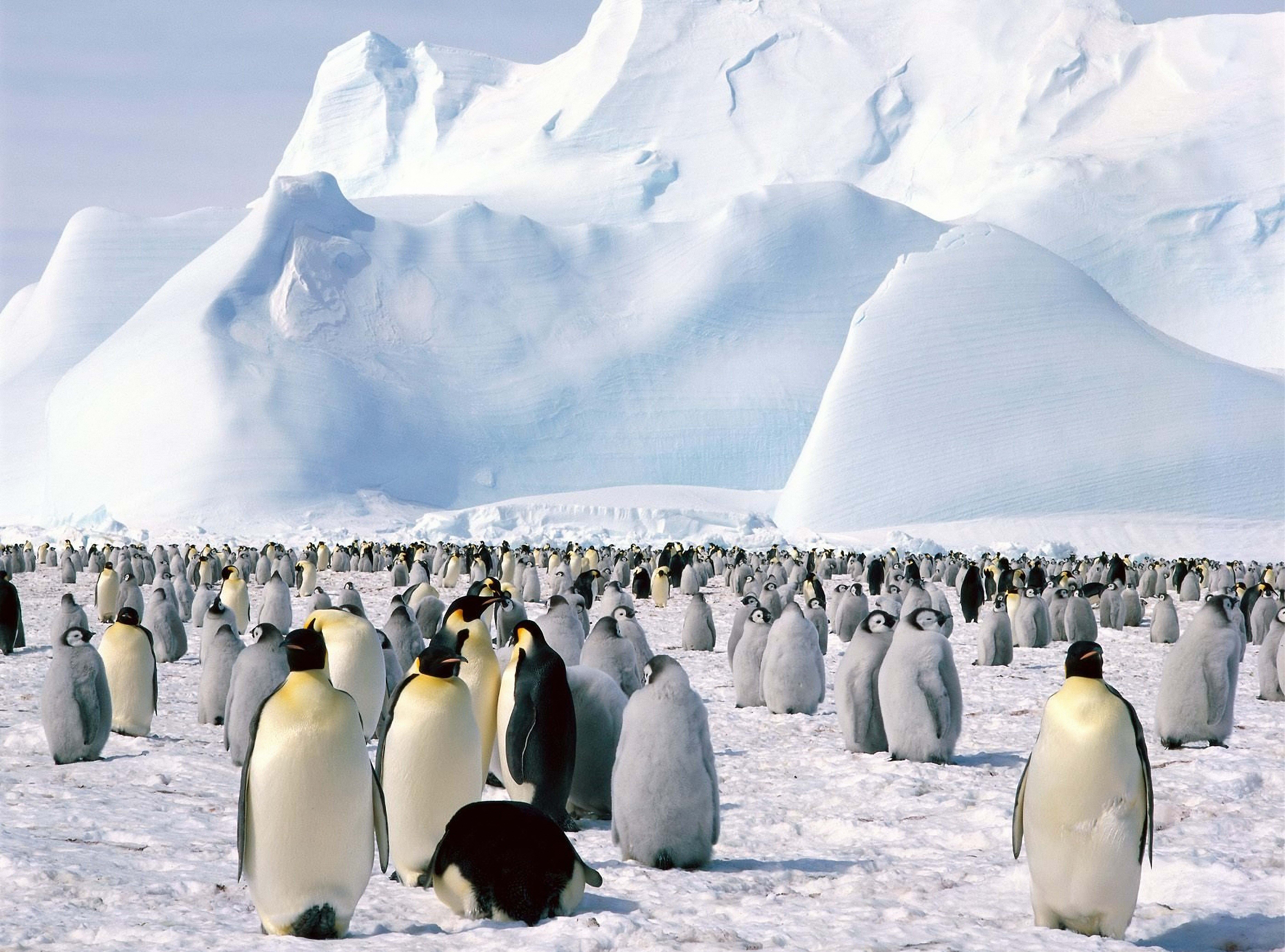 117874 download wallpaper snow, animals, pinguins, mountain, flock, north screensavers and pictures for free
