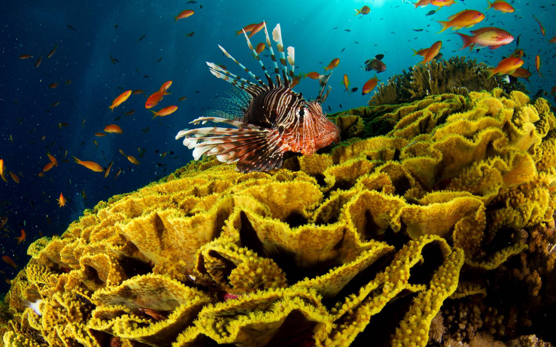 coral, animals, underwater world, fish cellphone