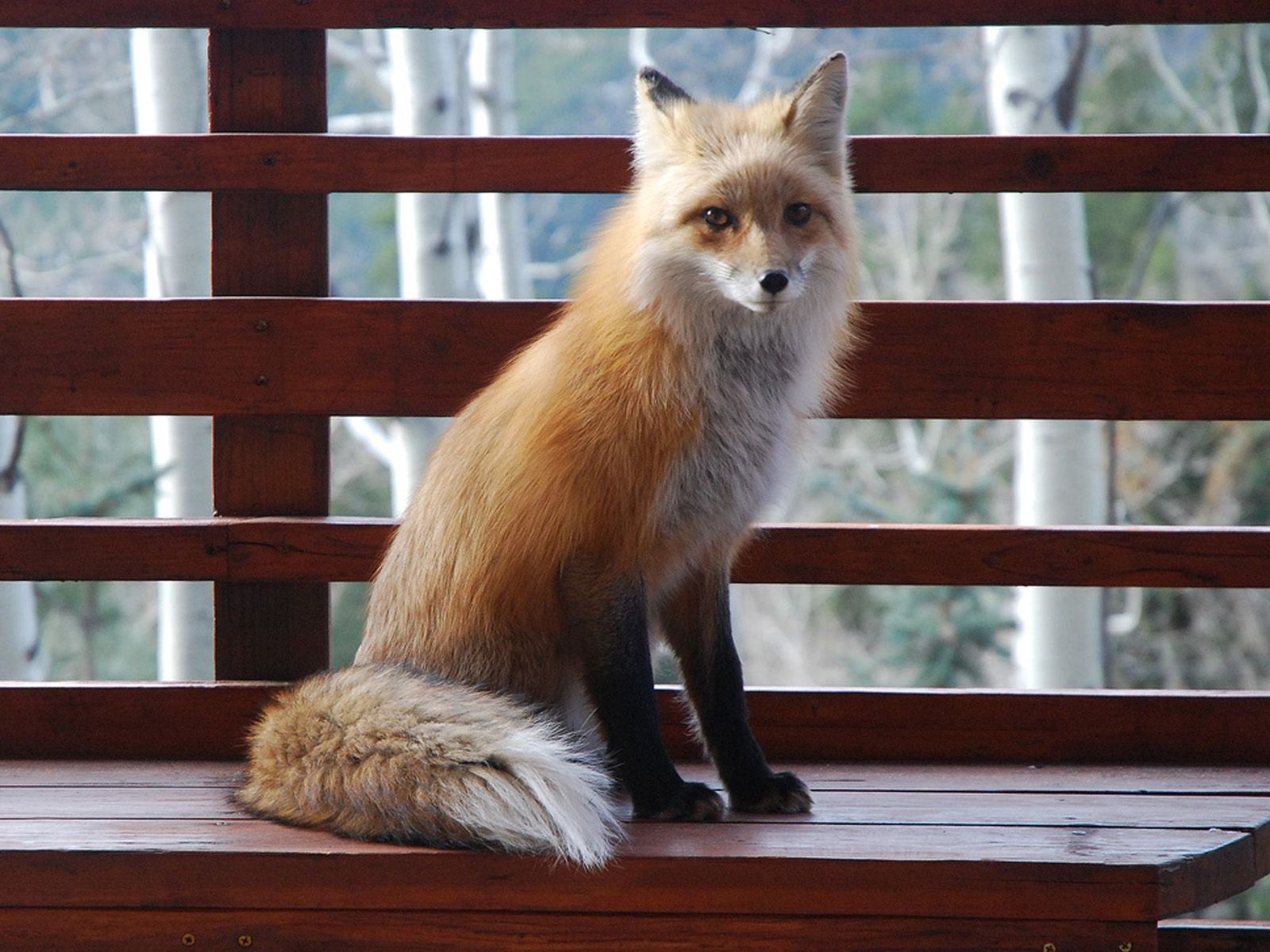fox, animals, sit, animal, bench