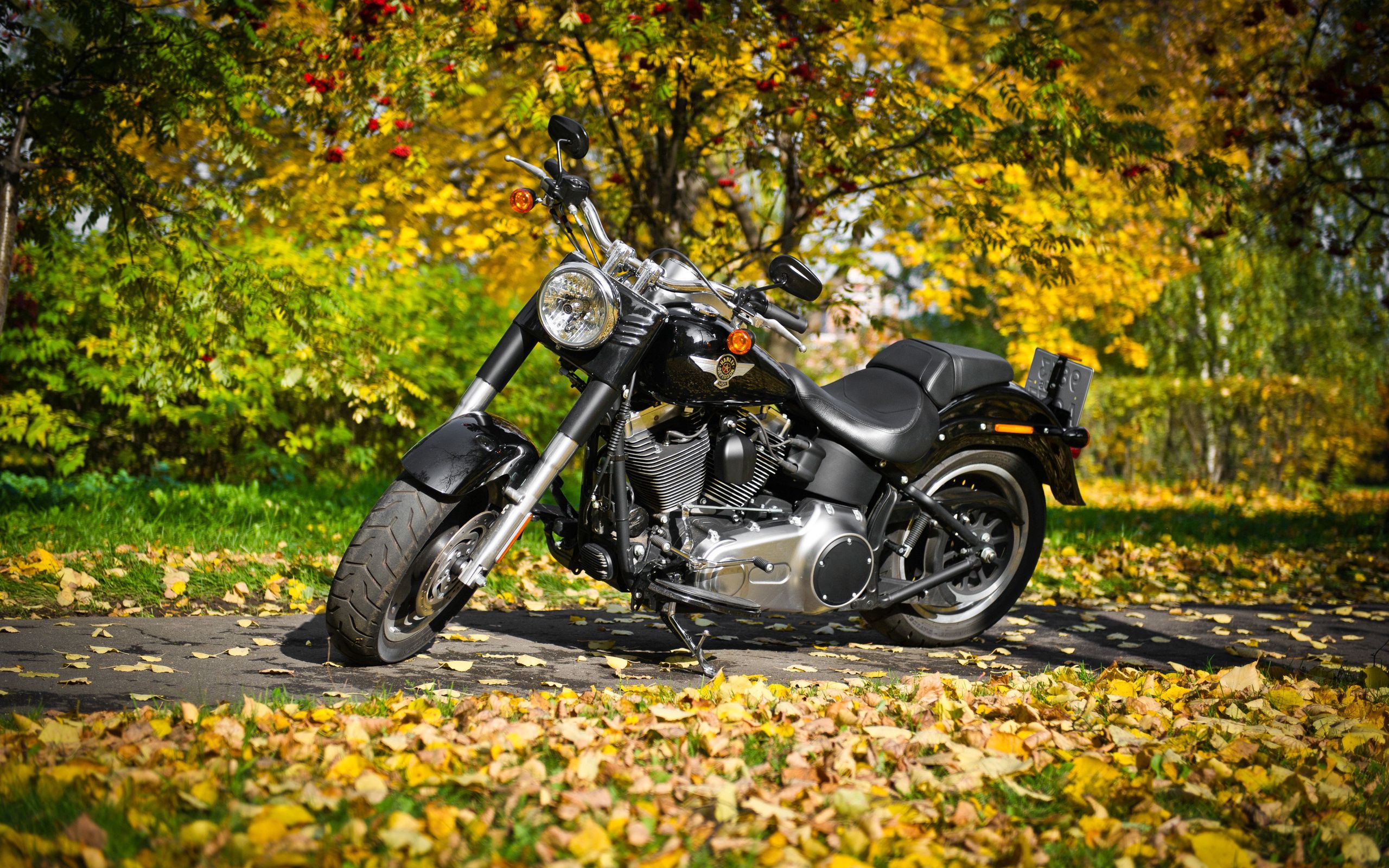 motorcycles, harley davidson, foliage, autumn Square Wallpapers