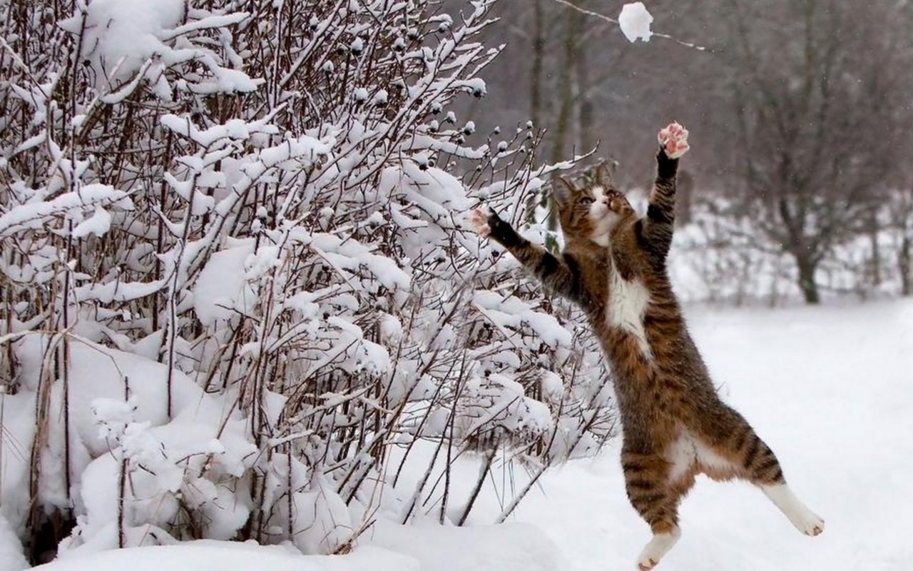 1435814壁紙のダウンロード動物, ネコ, ジャンプ, 雪, 冬-スクリーンセーバーと写真を無料で