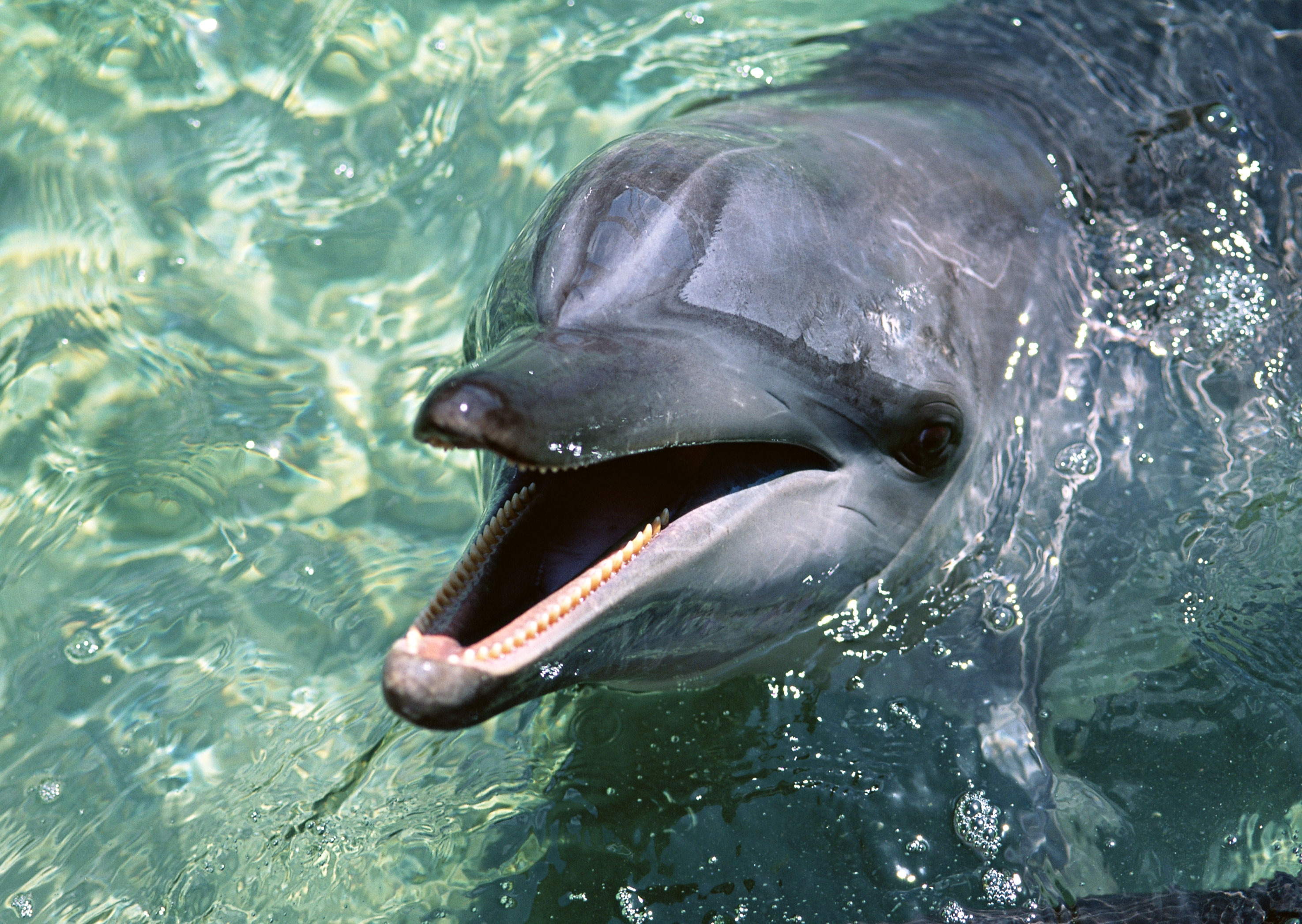 140405 скачать обои животные, вода, морда, милый, игривый, дельфин, гладкий - заставки и картинки бесплатно