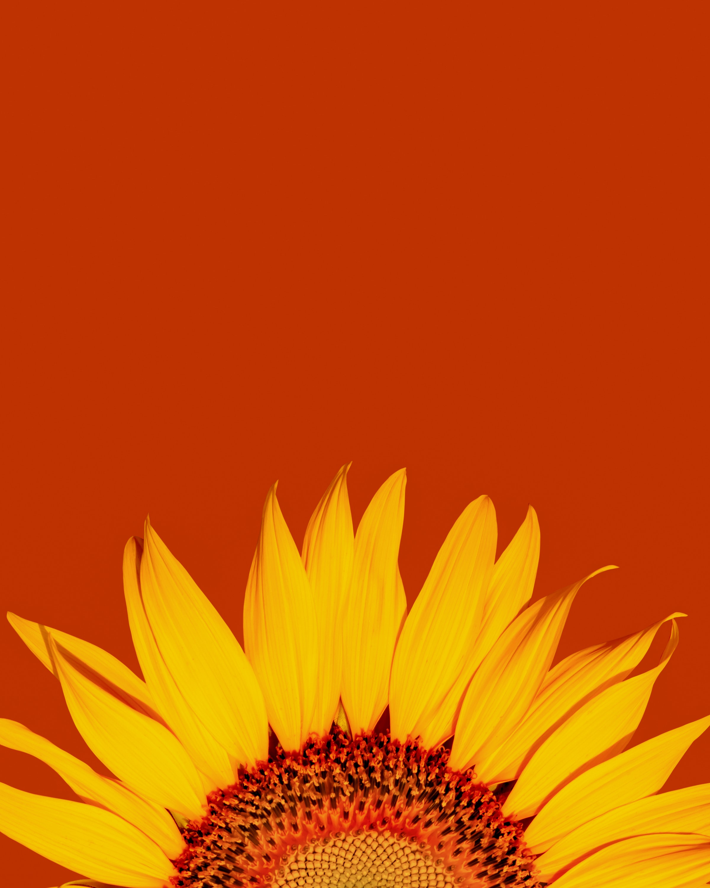 62694 Hintergrundbilder und Sonnenblume Bilder auf dem Desktop. Laden Sie gelb, makro, blumen, blütenblätter Bildschirmschoner kostenlos auf den PC herunter