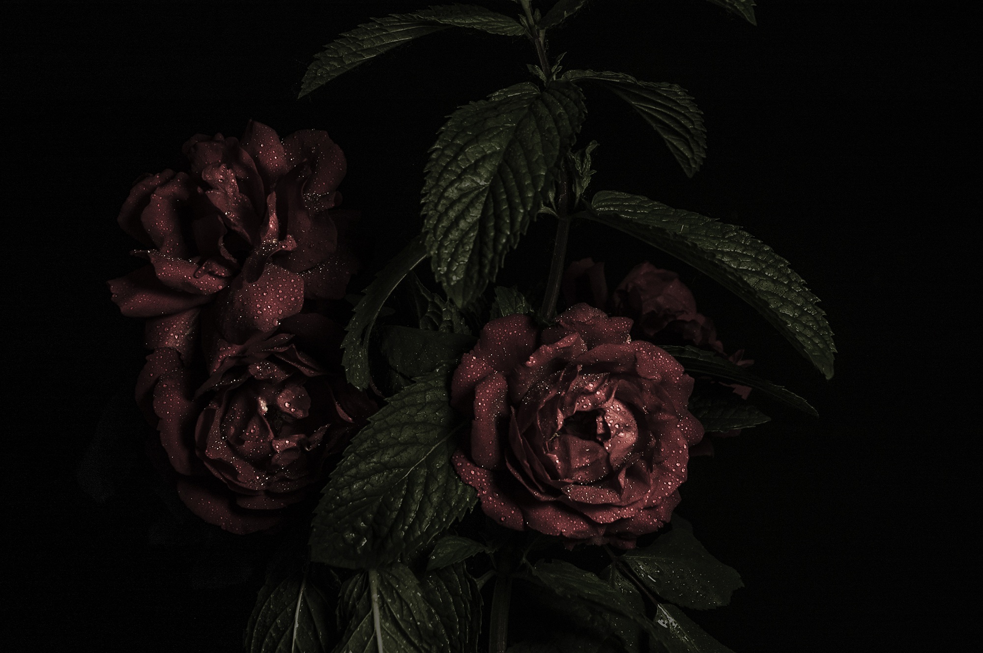 121905 скачать обои розы, бутоны, цветы, темные, лепестки, темный - заставки и картинки бесплатно