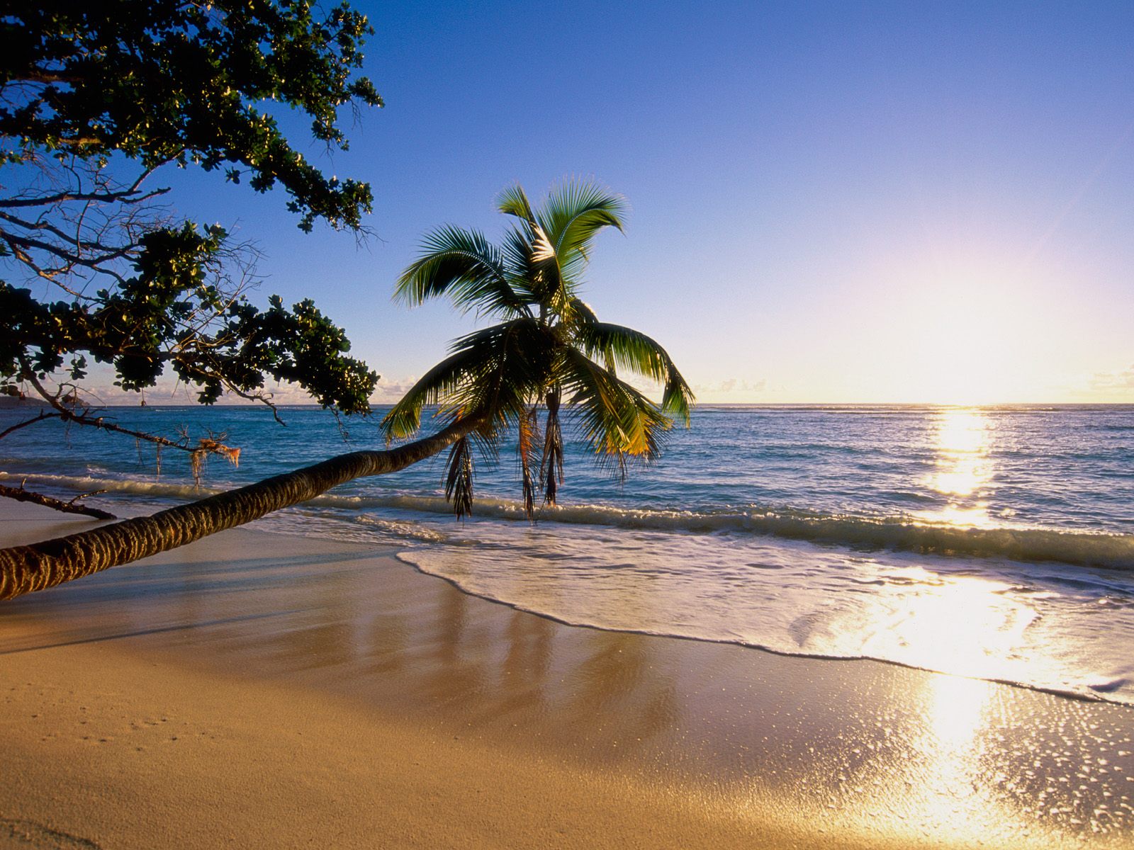 wave, earth, water, sunset, beach, palm tree, sand, sky, ocean, tree HD wallpaper