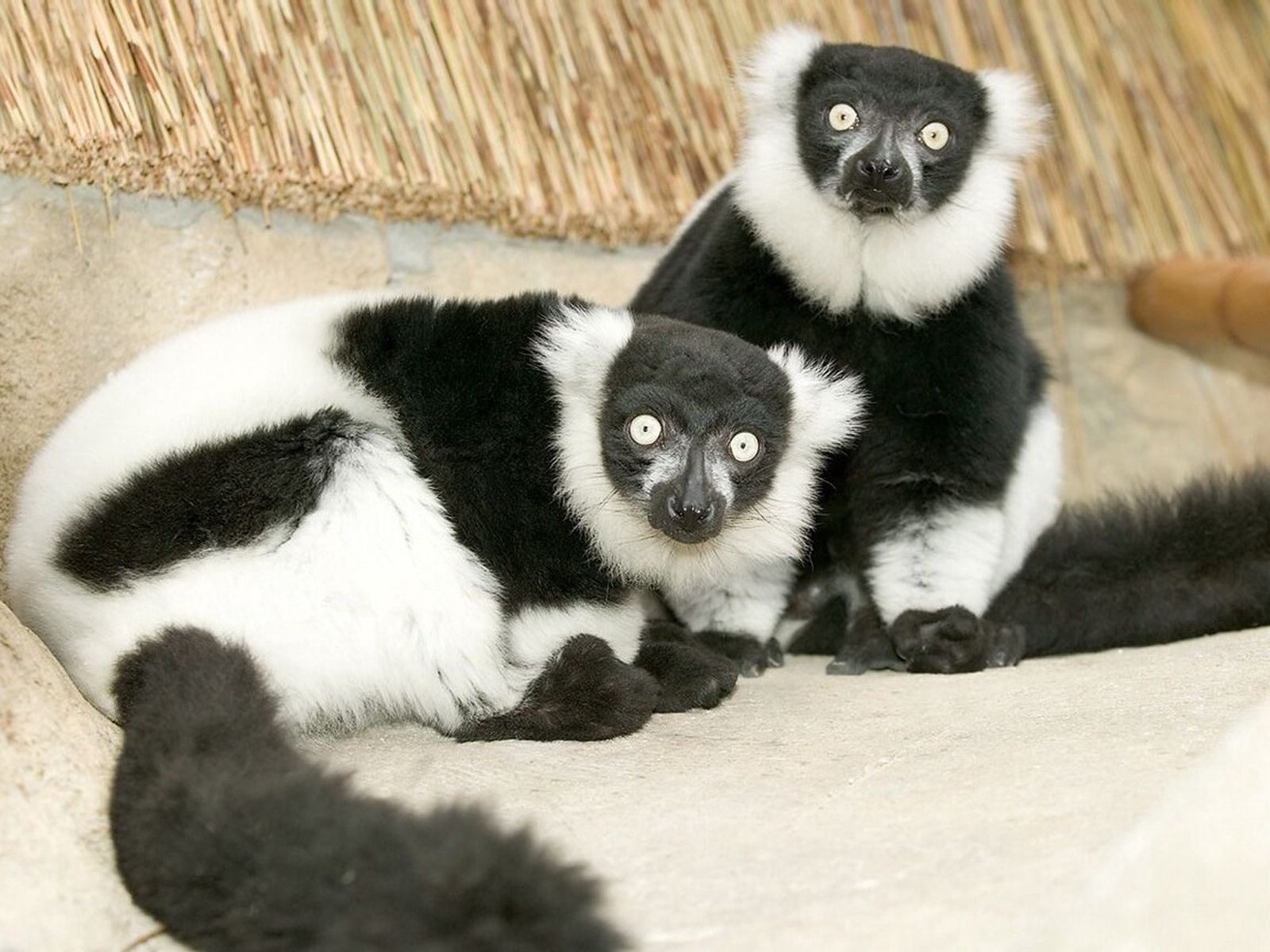 57125 Bild herunterladen tiere, schwarz, weiß, das schwarze, lemur, ungewöhnlich, ungewöhnliche - Hintergrundbilder und Bildschirmschoner kostenlos