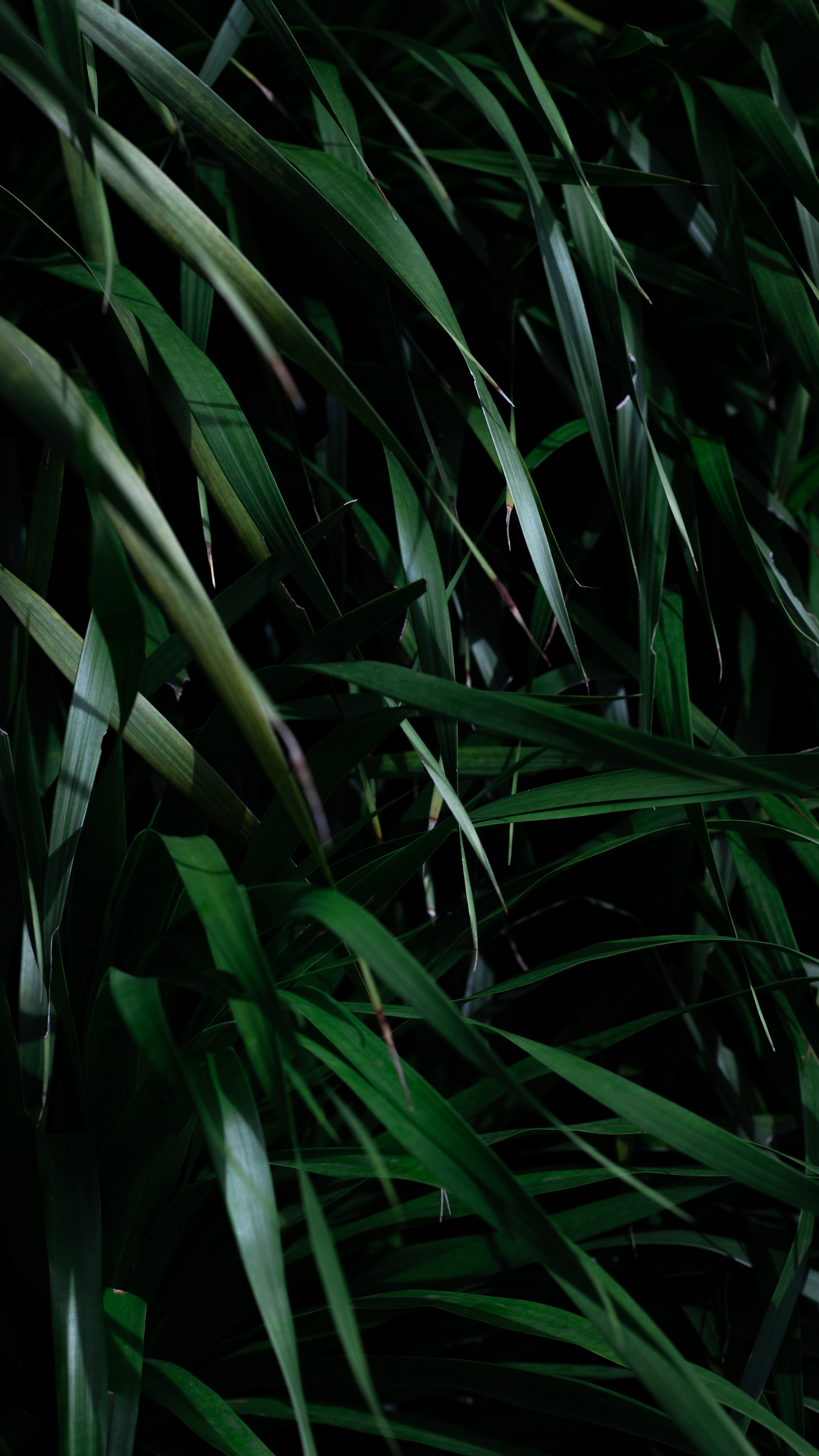 61302 Bildschirmschoner und Hintergrundbilder Pflanze auf Ihrem Telefon. Laden Sie schatten, dunkel, blätter, grass Bilder kostenlos herunter