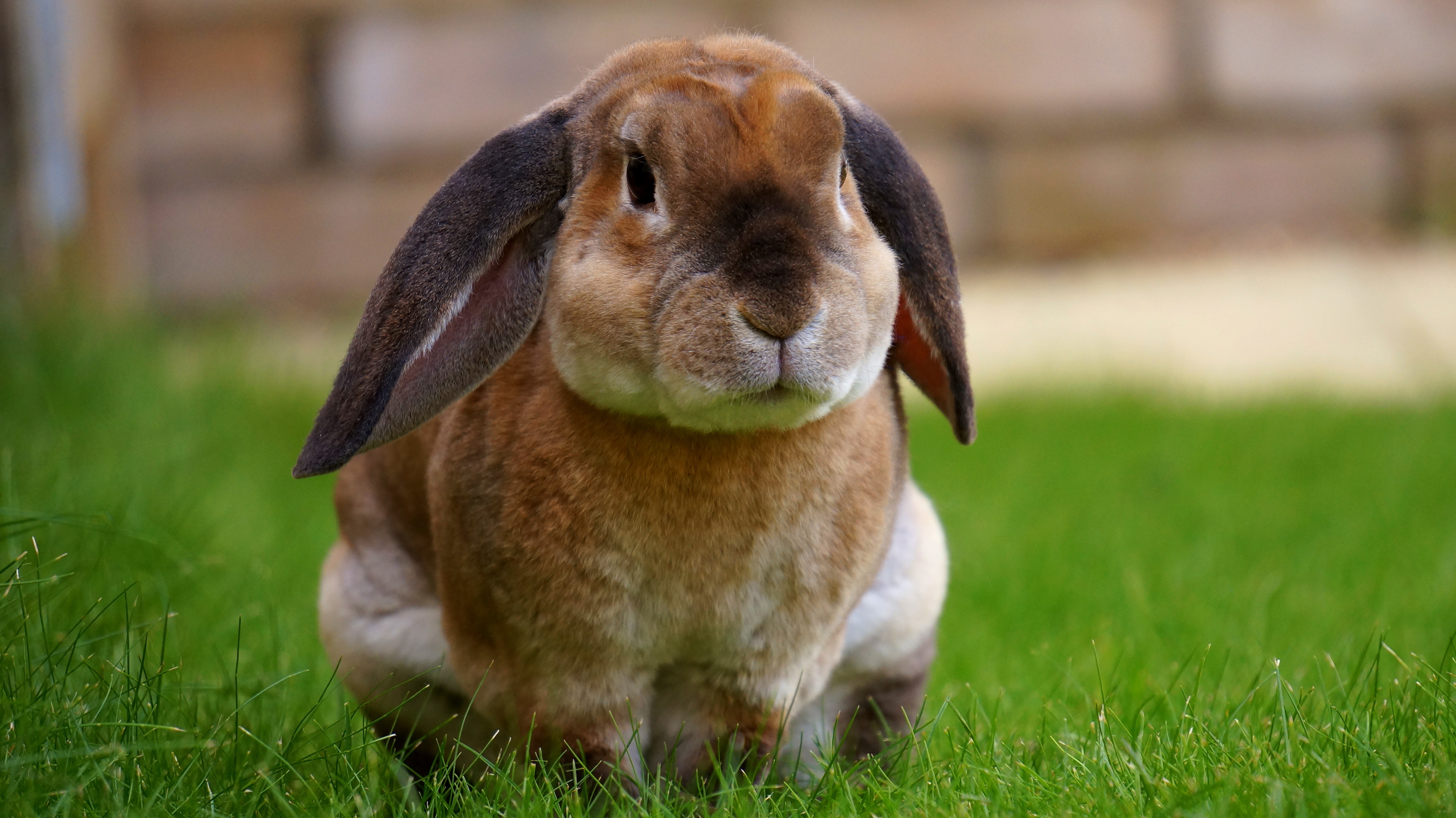83389 Bild herunterladen tiere, grass, kaninchen, schatz, nett, sitzt - Hintergrundbilder und Bildschirmschoner kostenlos