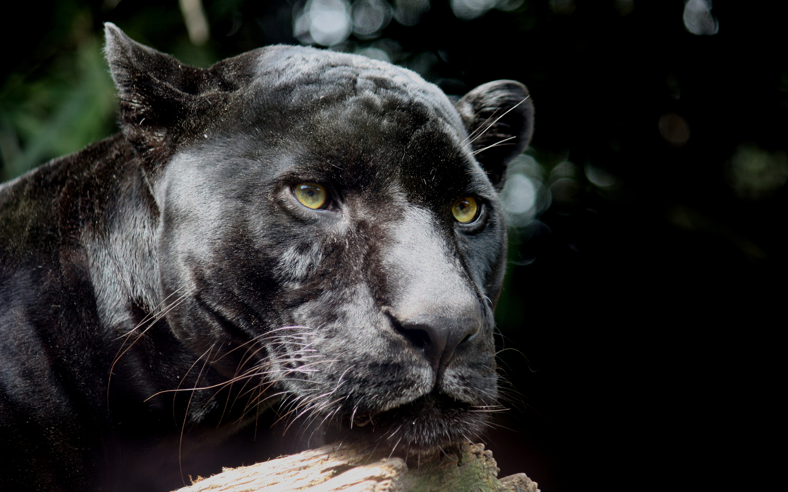 HD desktop wallpaper: Cats, Animal, Black Panther download free picture  #283167