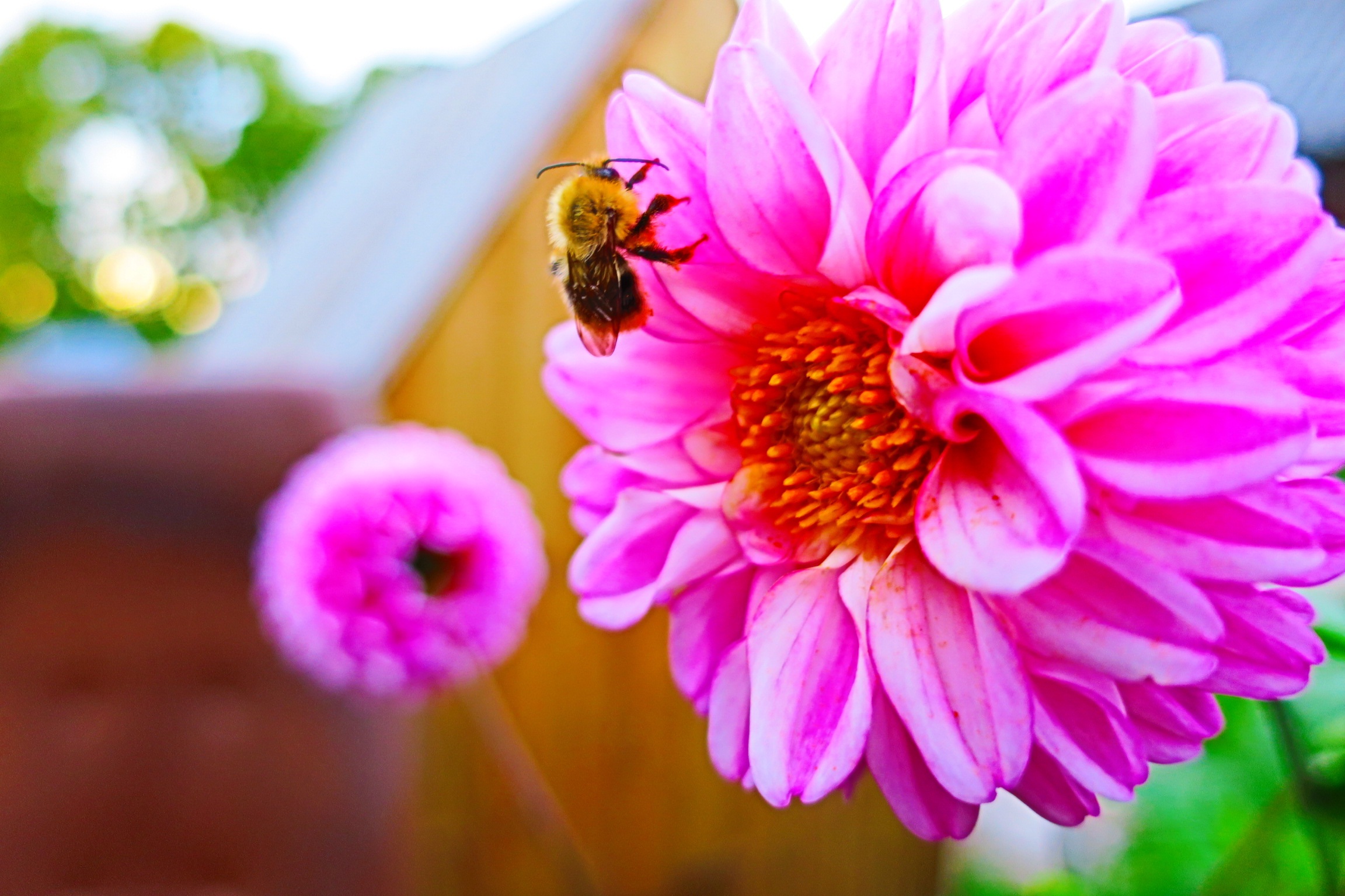 60233 Bildschirmschoner und Hintergrundbilder Biene auf Ihrem Telefon. Laden Sie blumen, blume, hell, biene, bestäubung Bilder kostenlos herunter