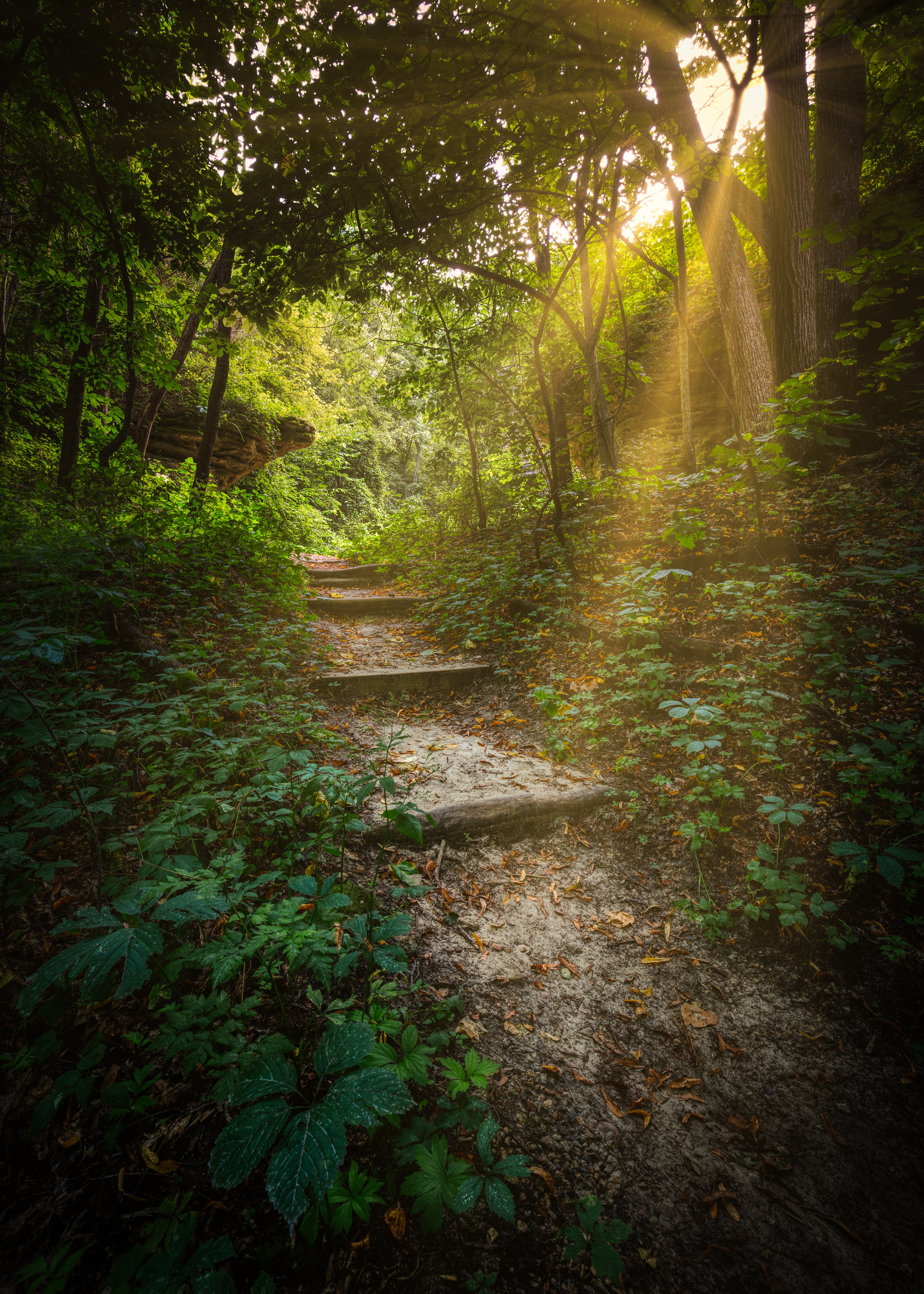 Sunlight forest, path, trees, nature 8k Backgrounds