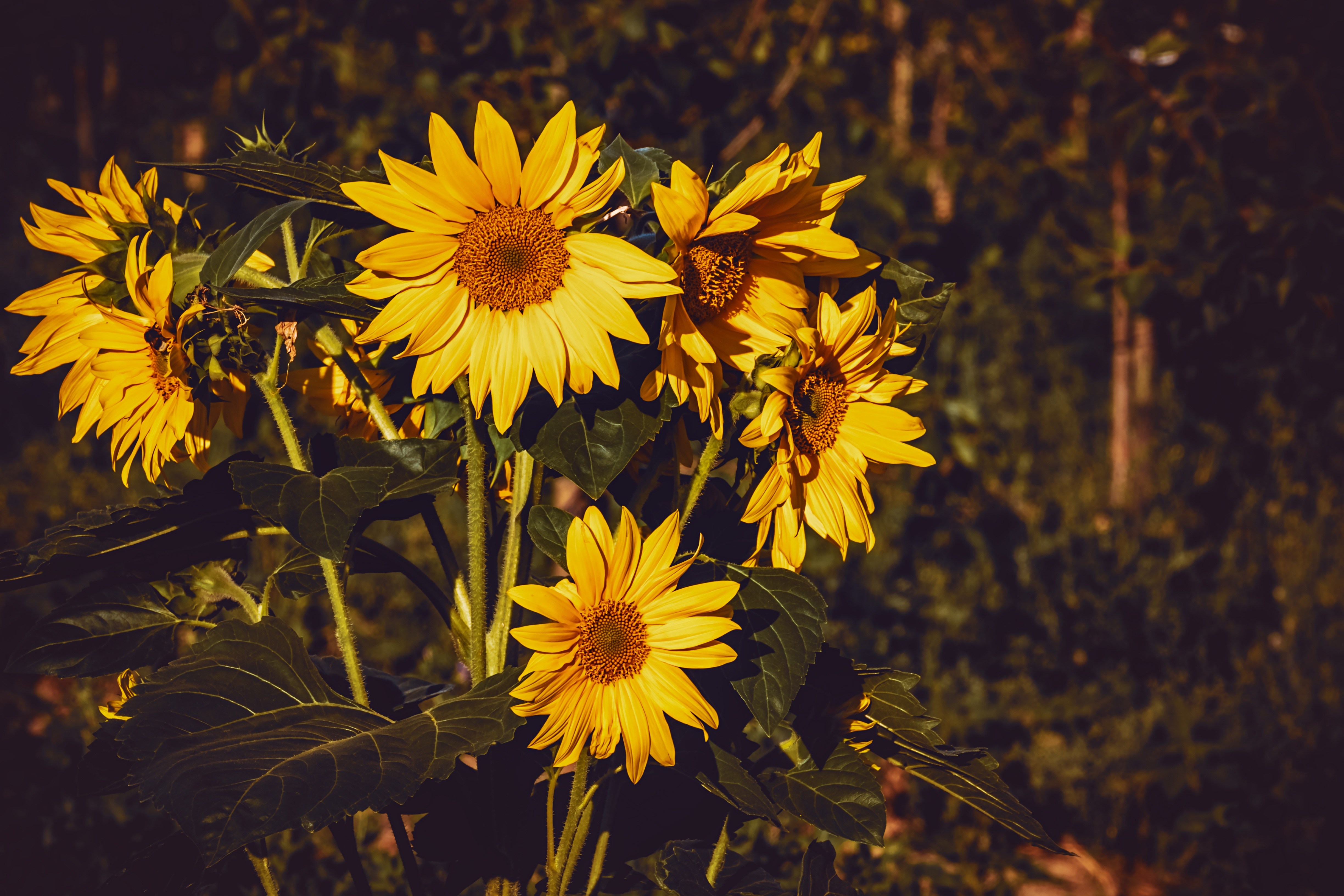 Download Phone wallpaper sunflower, flowers, yellow