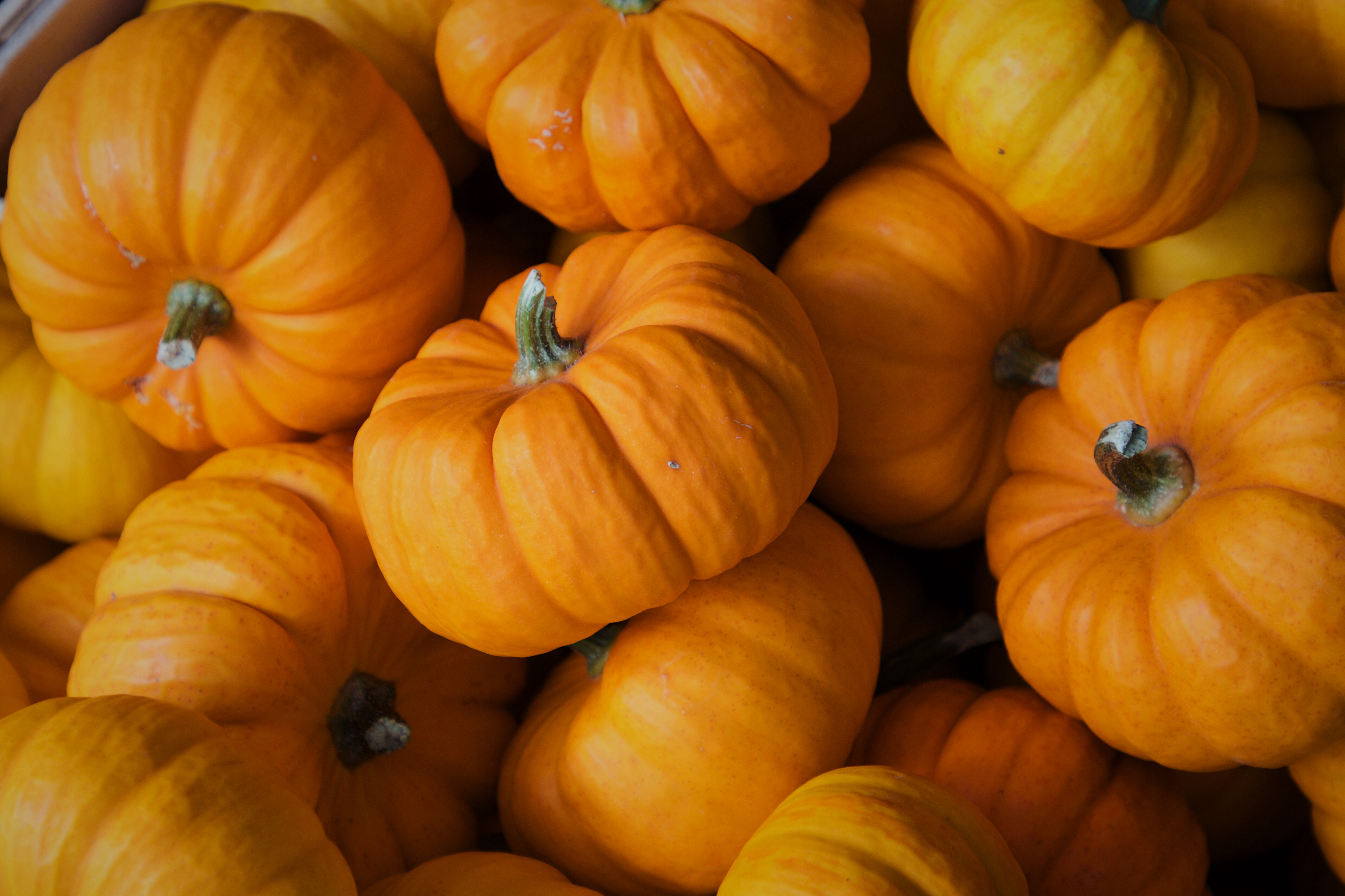 pumpkin, food, autumn, vegetable