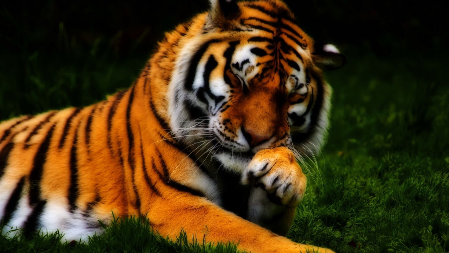 Животные тигр