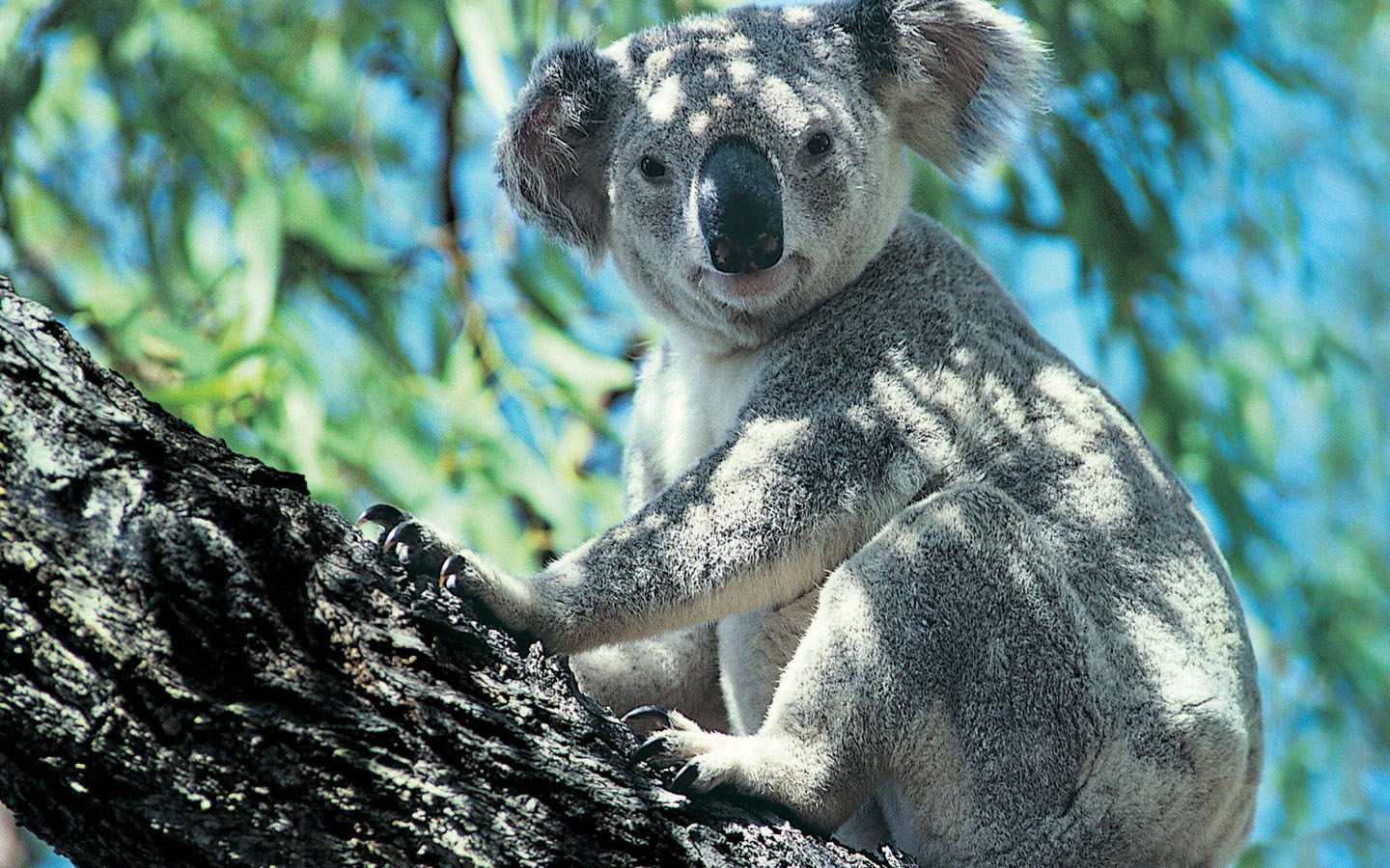 21351 Hintergrundbild herunterladen koalas, tiere - Bildschirmschoner und Bilder kostenlos