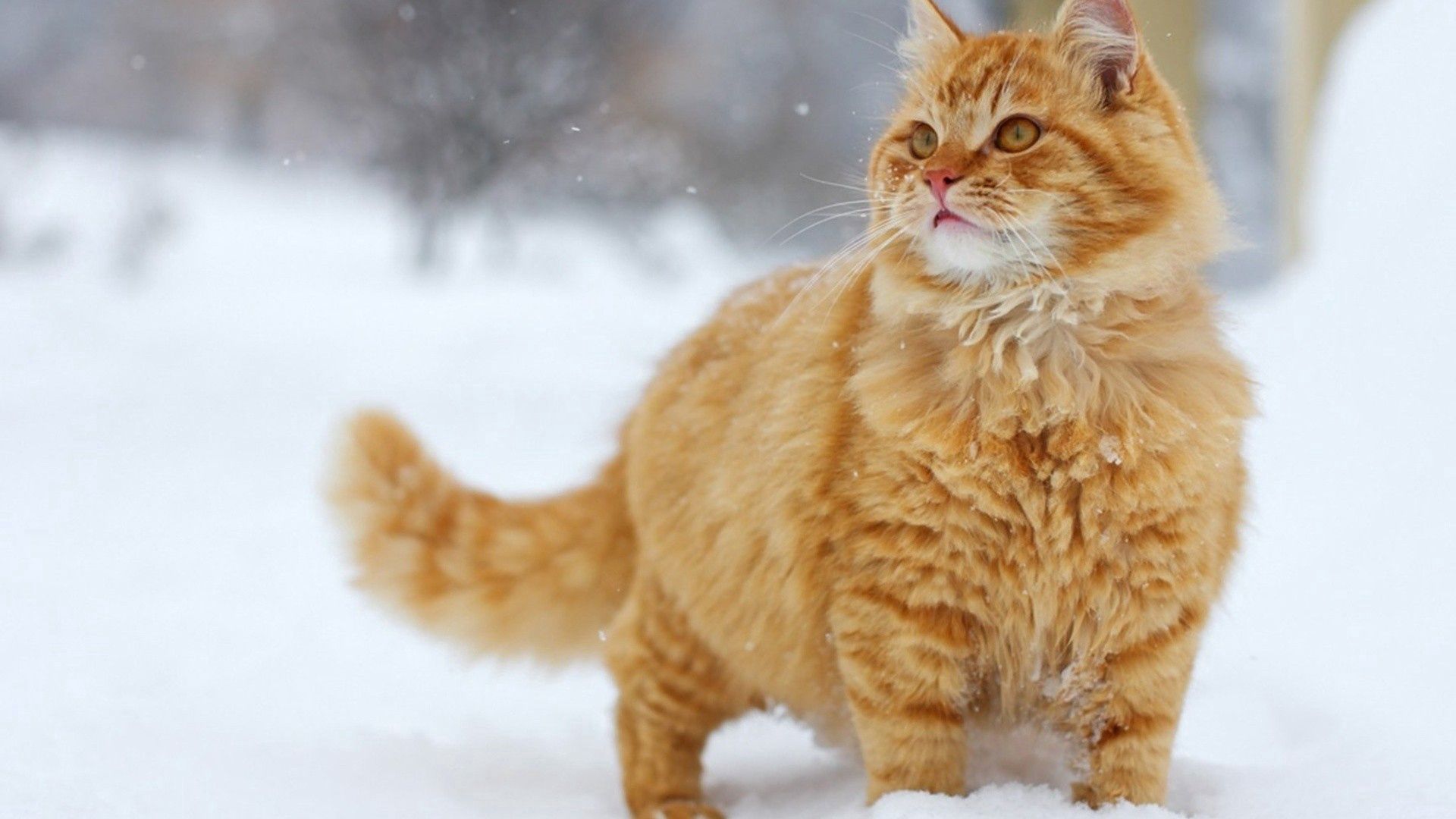 157095 Заставки і шпалери Сніг на телефон. Завантажити кішка, прогулянка, товстий, кіт картинки безкоштовно