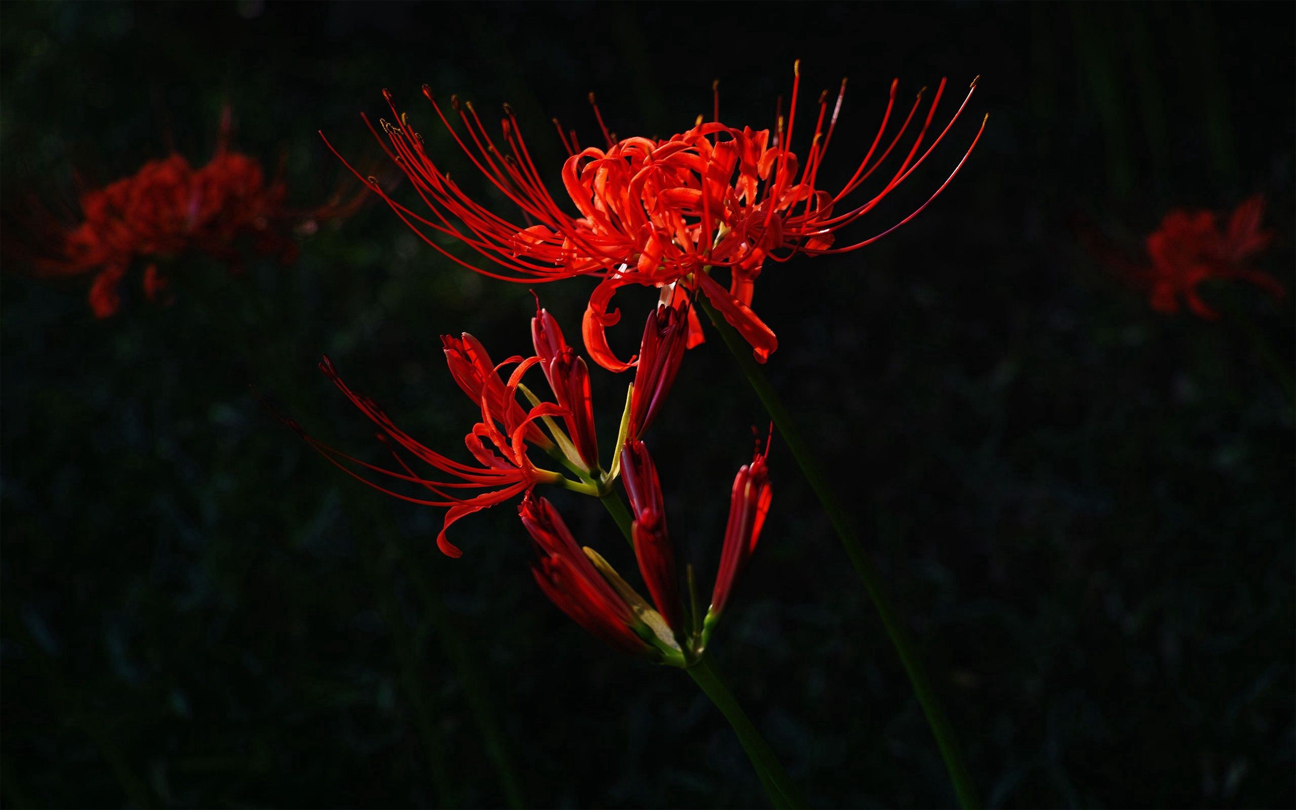 plant, flower, dark, red Full HD