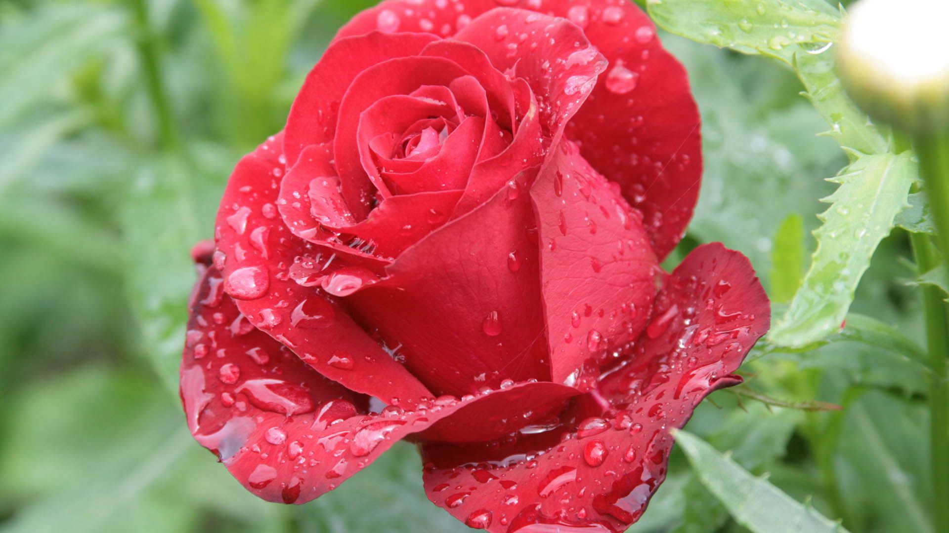 110926 Заставки і шпалери Троянда на телефон. Завантажити макро, макрос, троянда, краплі, роза, пелюстки картинки безкоштовно
