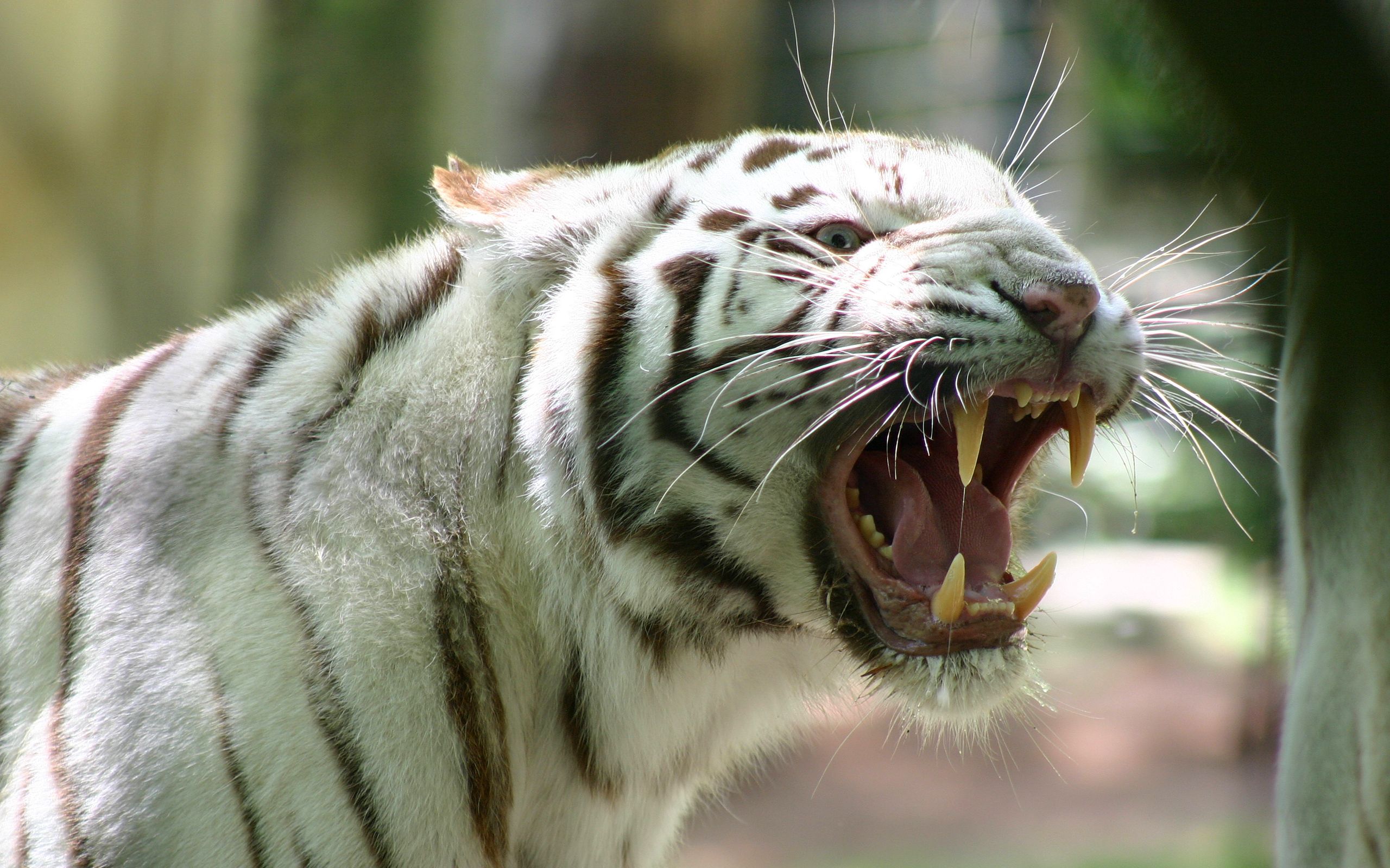 animals, grin, striped, anger, bengal tiger, rage HD wallpaper