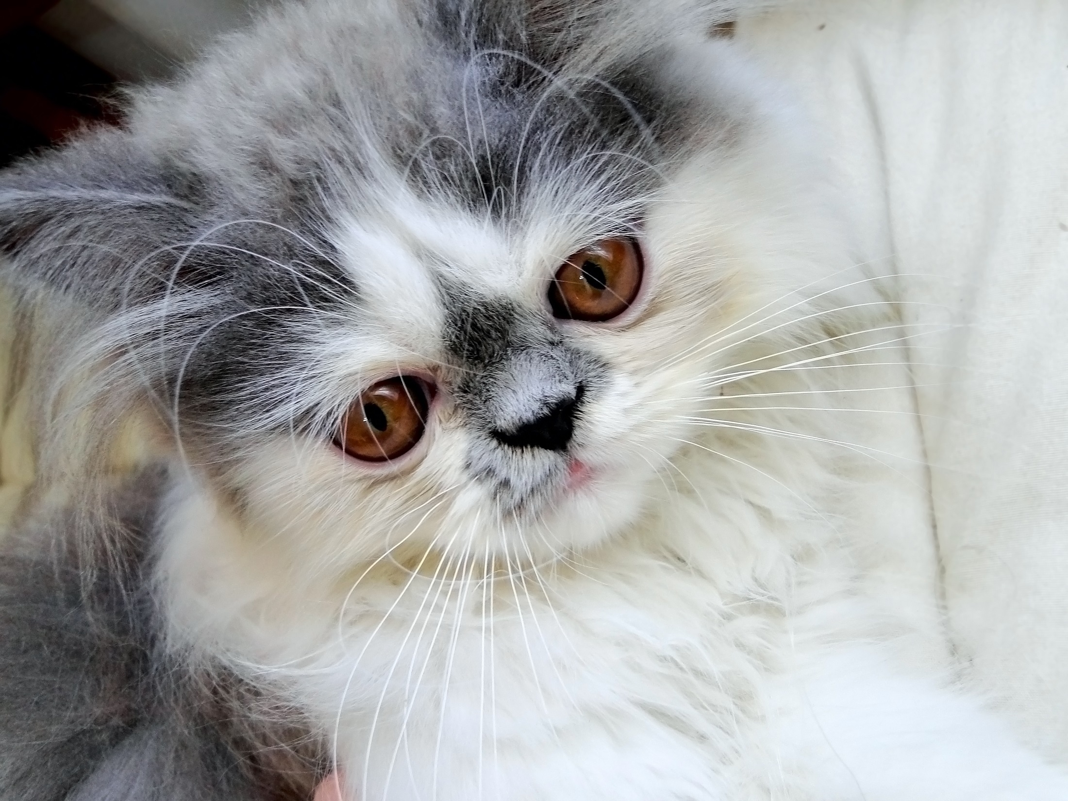 animals, fluffy, muzzle, nice, sweetheart, persian cat