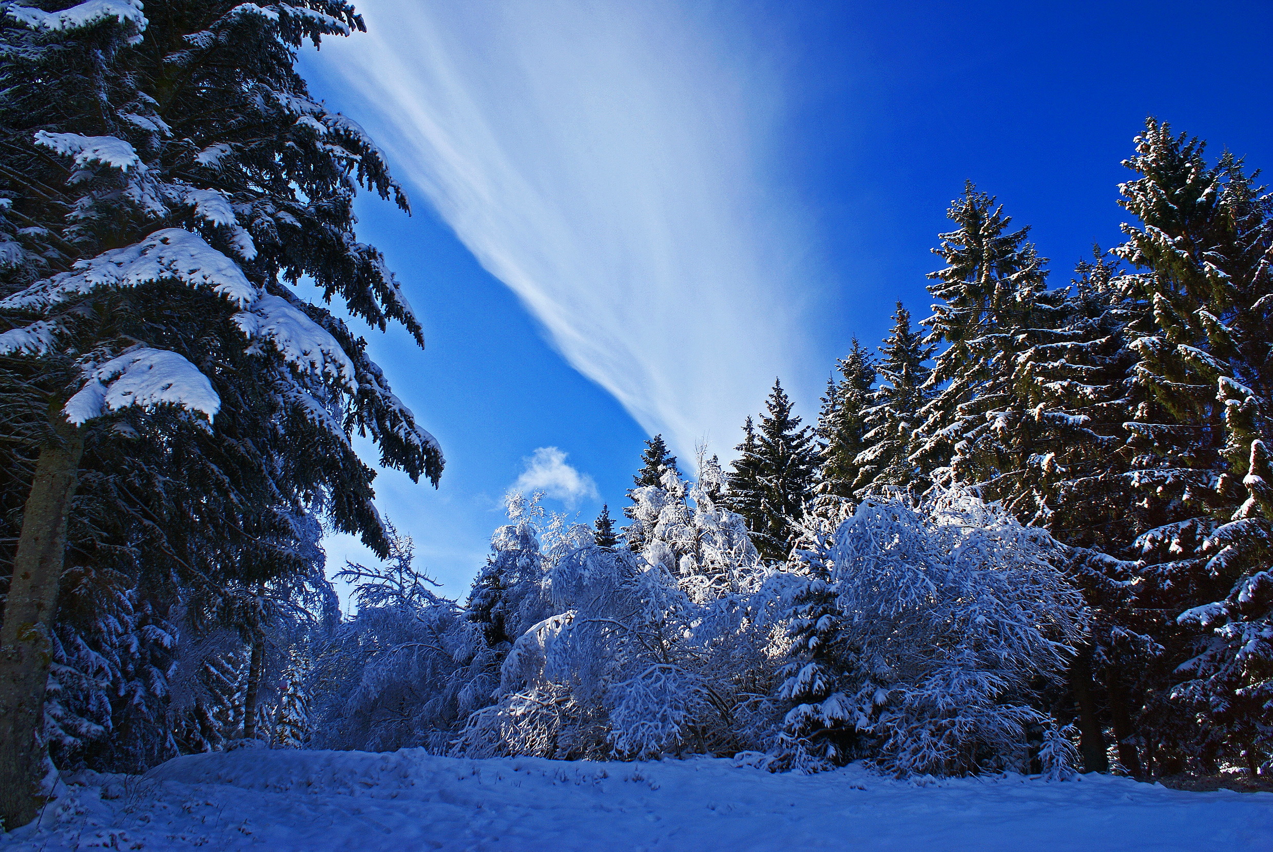 Скачати мобільні шпалери Зима, Сніг, Природа, Небо, Ліс безкоштовно.