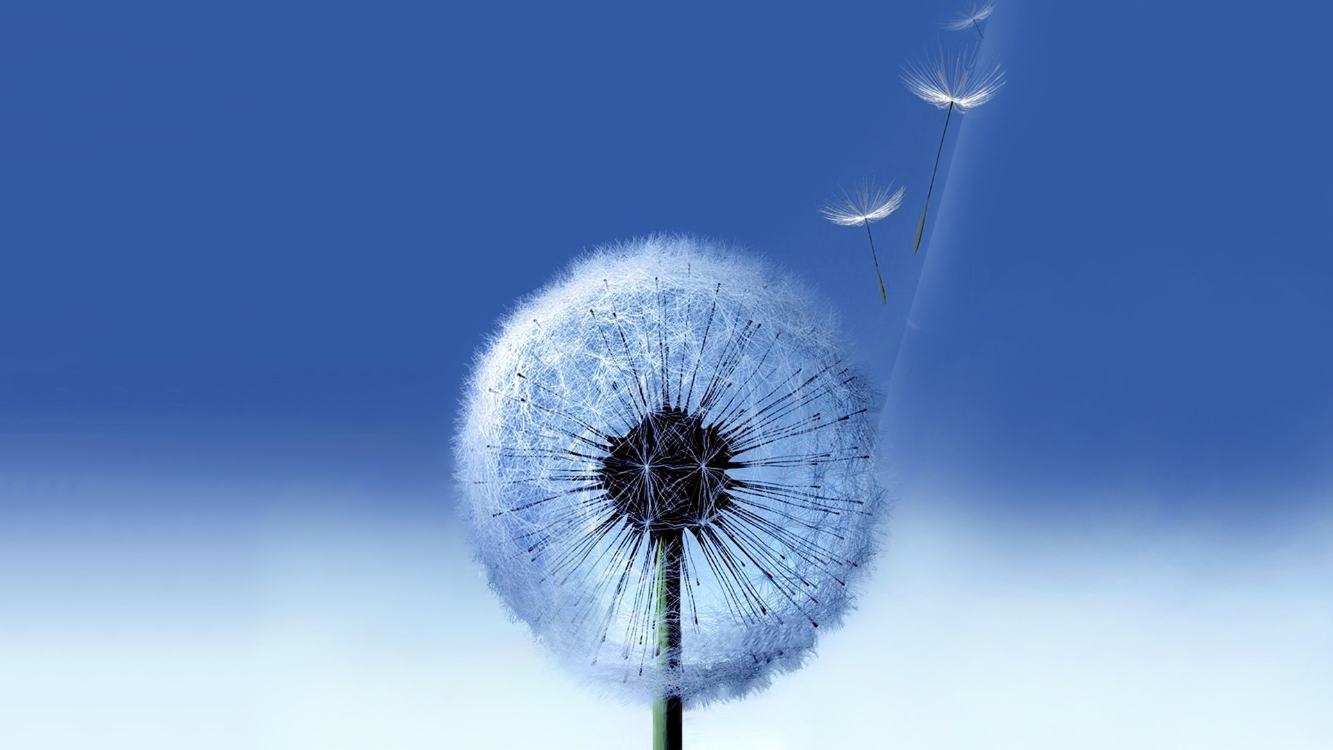 dandelions, plants, blue High Definition image