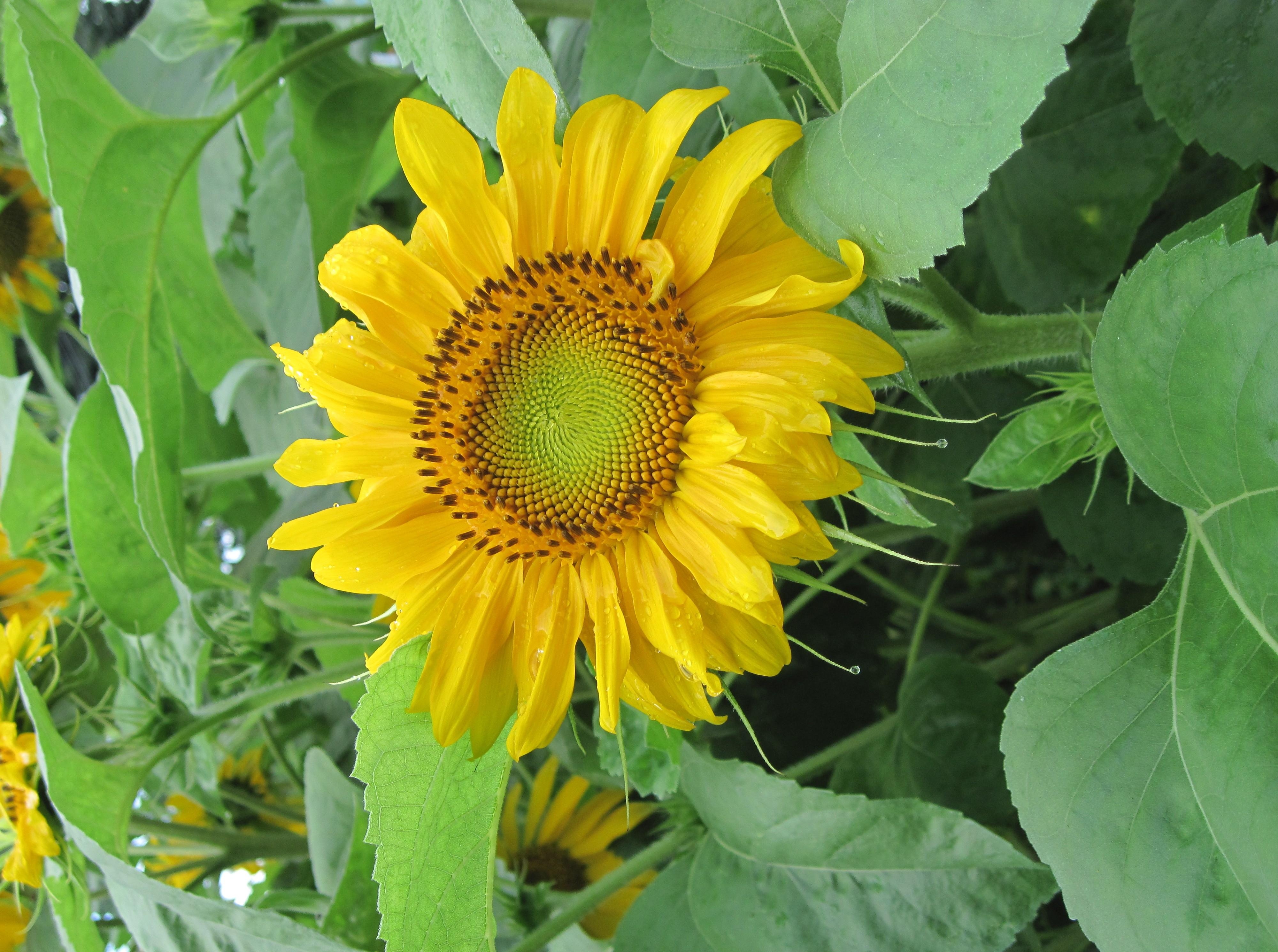 sunflowers, flowers, summer, greens, mood High Definition image