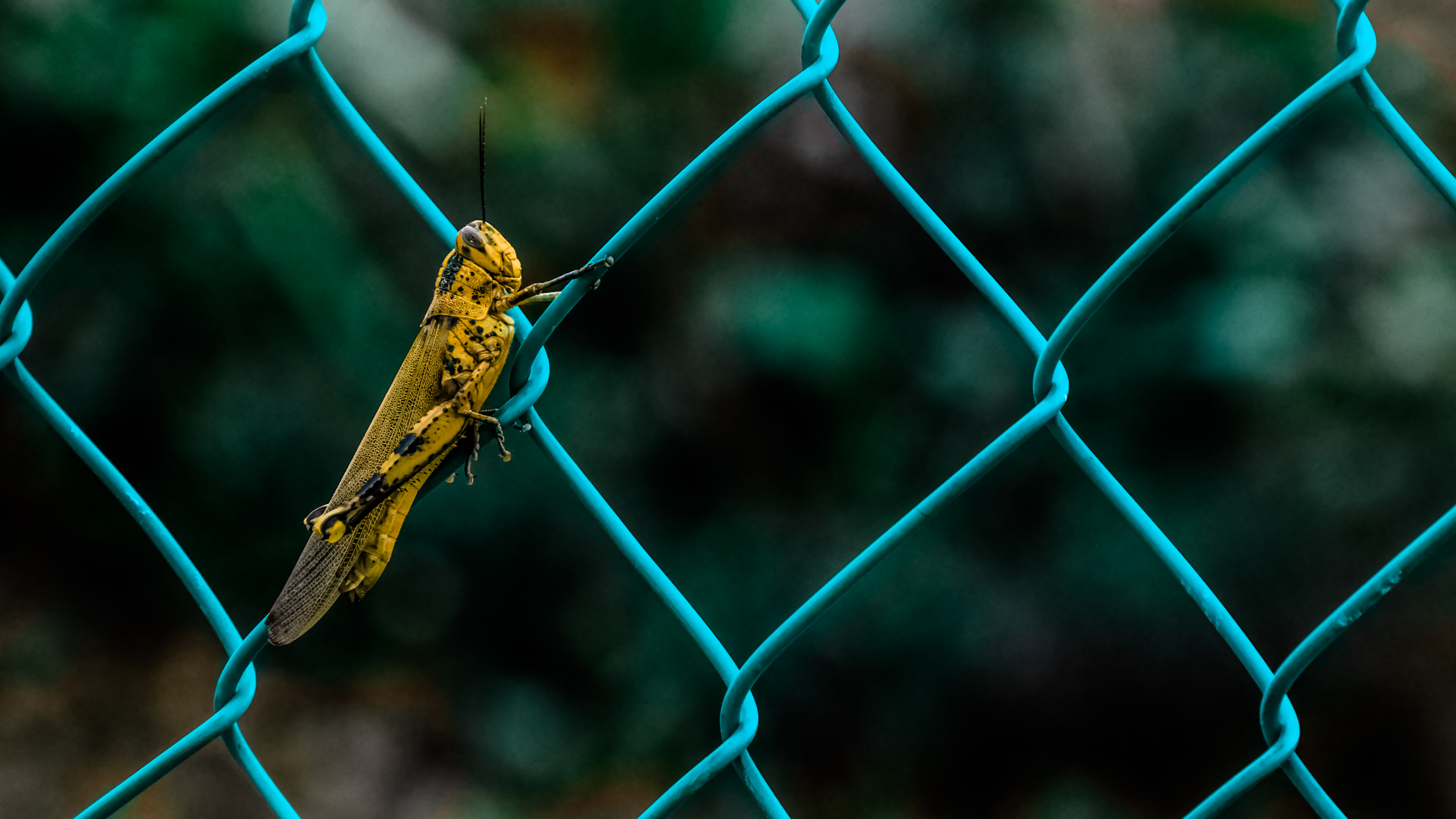 android insect, animals, grid, fence, grasshopper