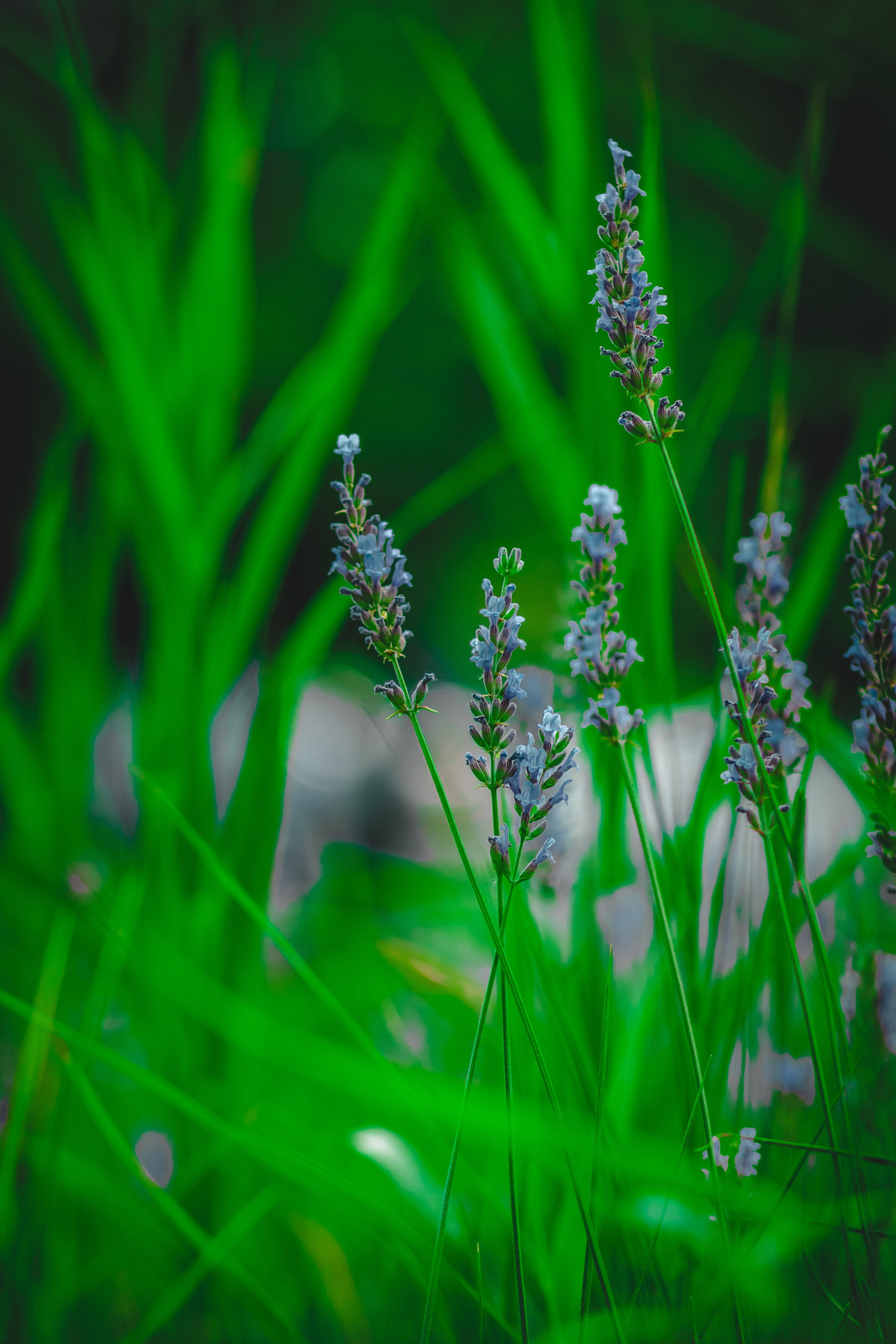 grass, flower, lavender, macro phone wallpaper