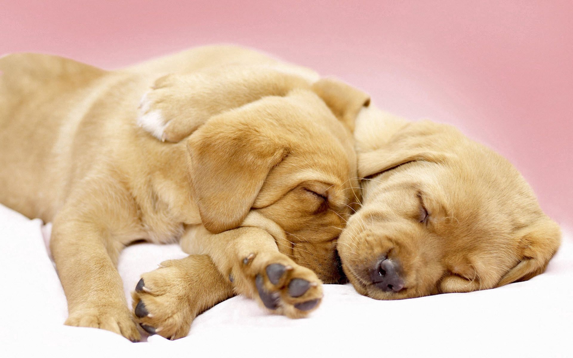 51940 Screensavers and Wallpapers Puppies for phone. Download animals, sleep, dream, labradors, puppies, cute pictures for free