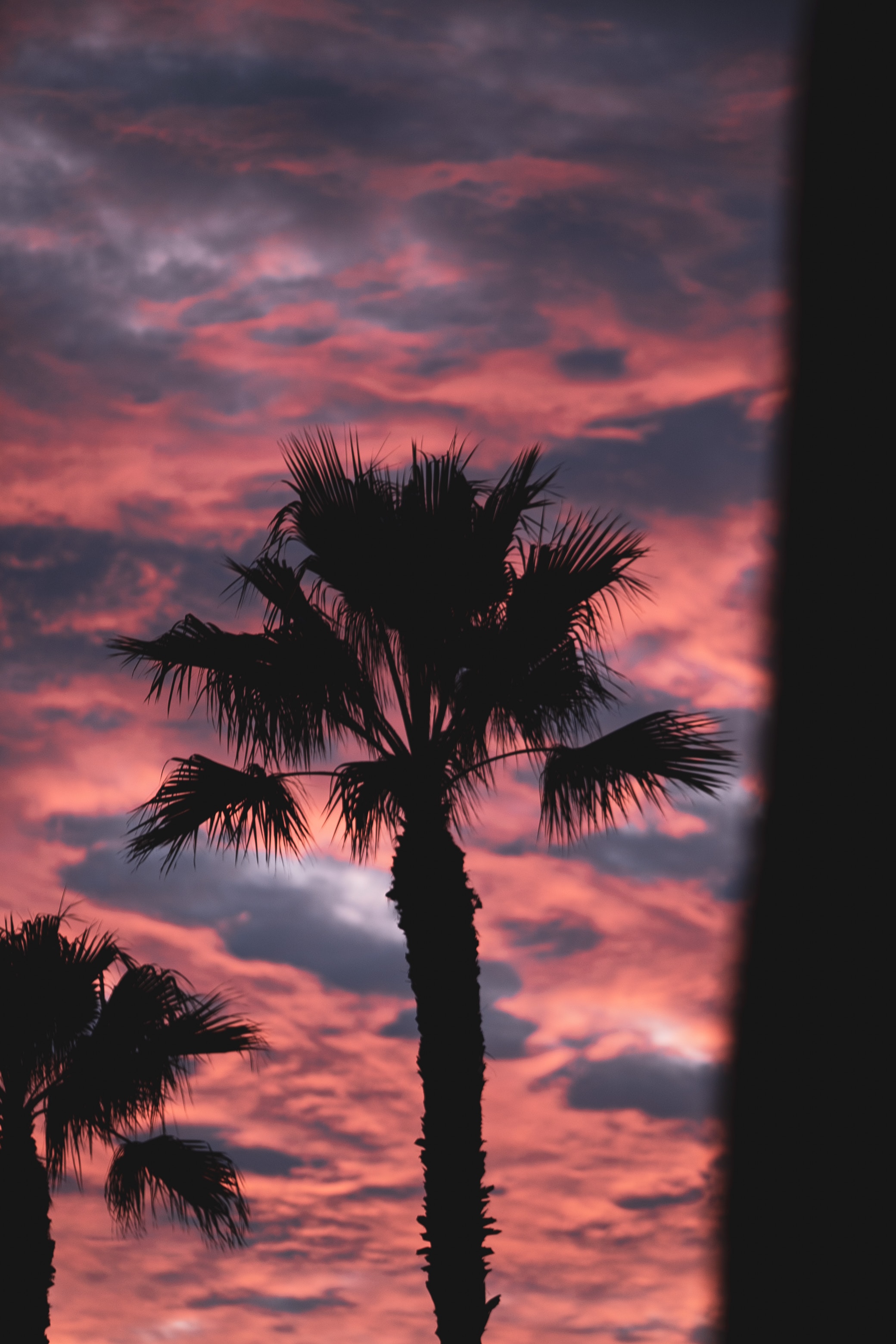 palm, dusk, twilight, pink, clouds, nature, dark wallpapers for tablet