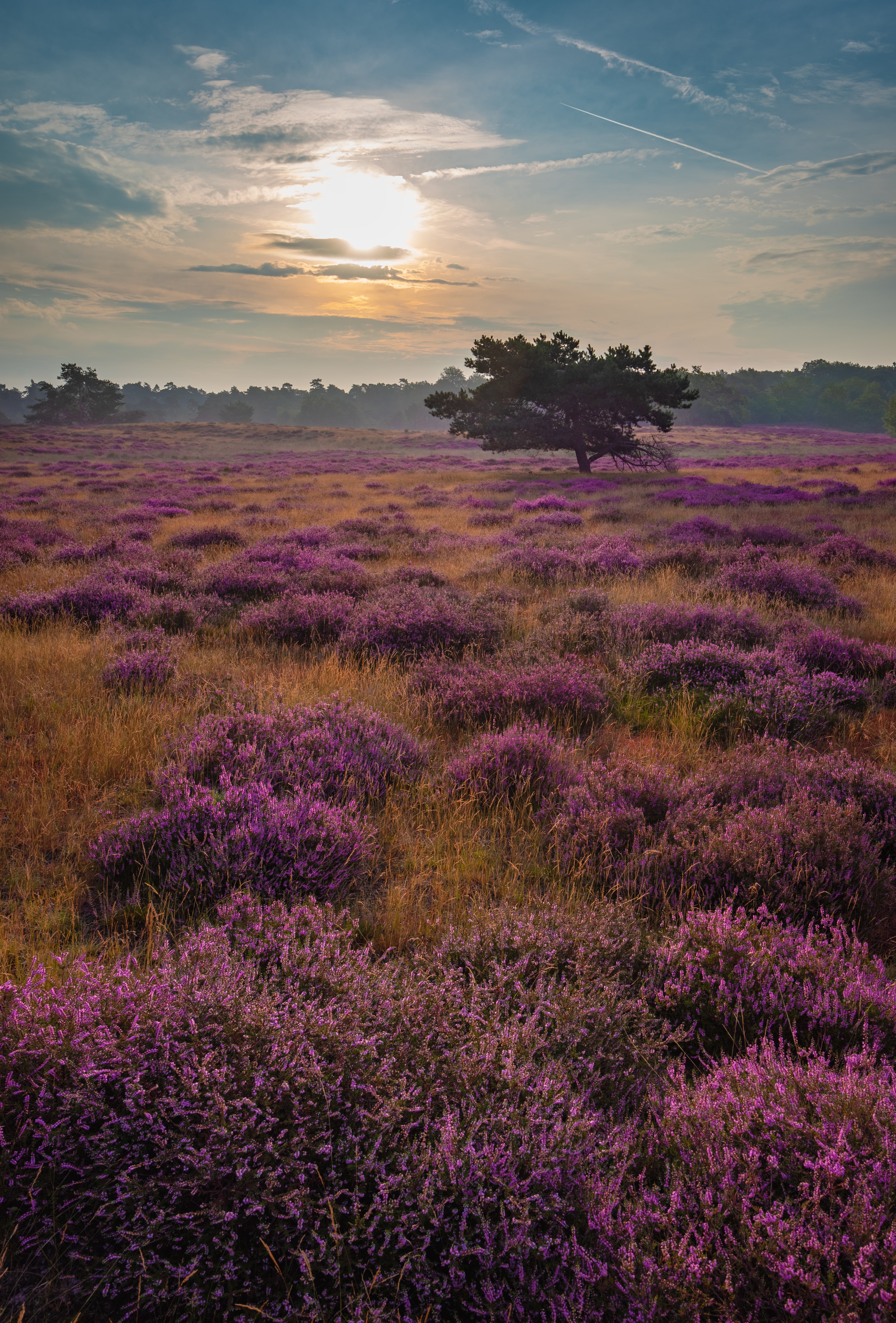 violet, purple, nature, flowers, wood, beams, rays, tree, field phone background
